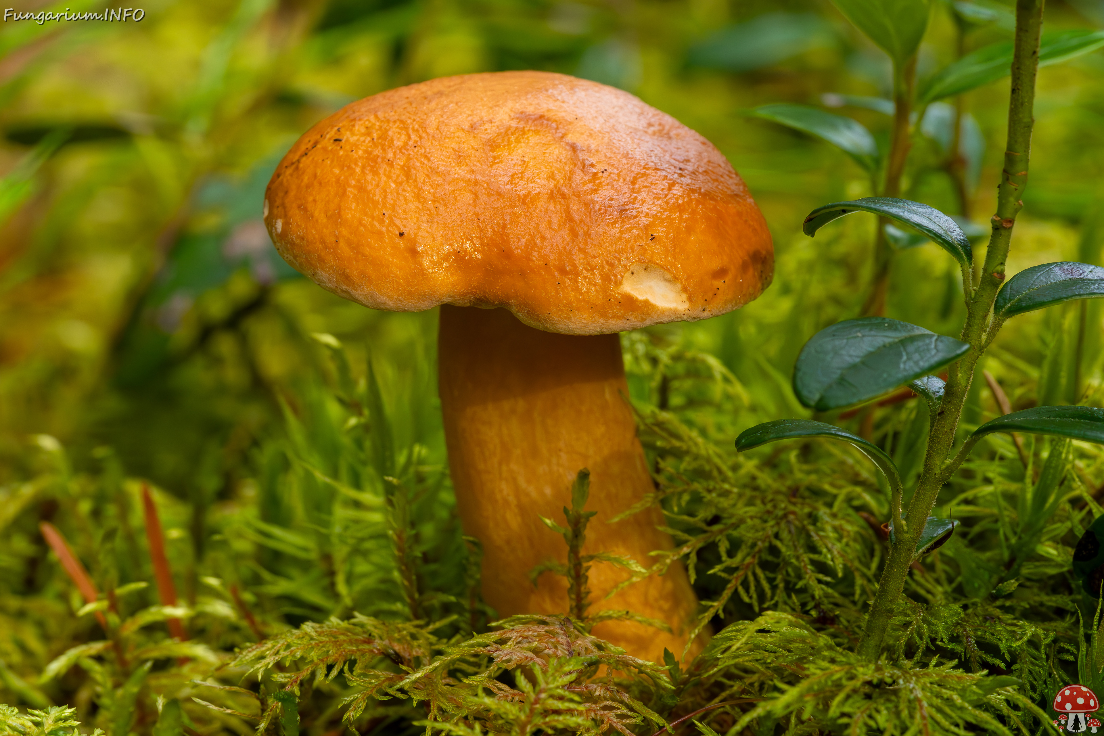 suillus-bovinus_2023-09-10_3-5 