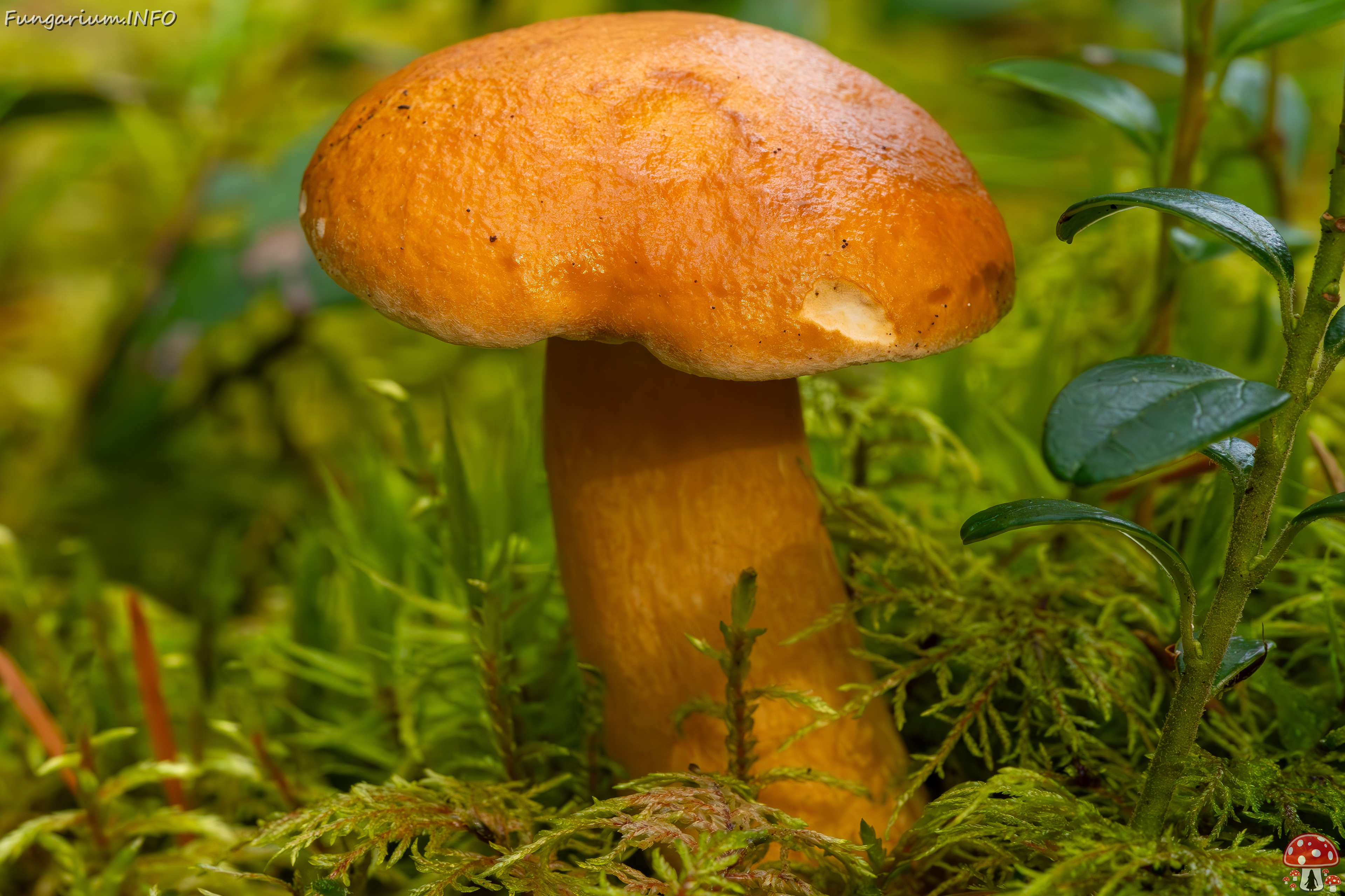 suillus-bovinus_2023-09-10_3-6 