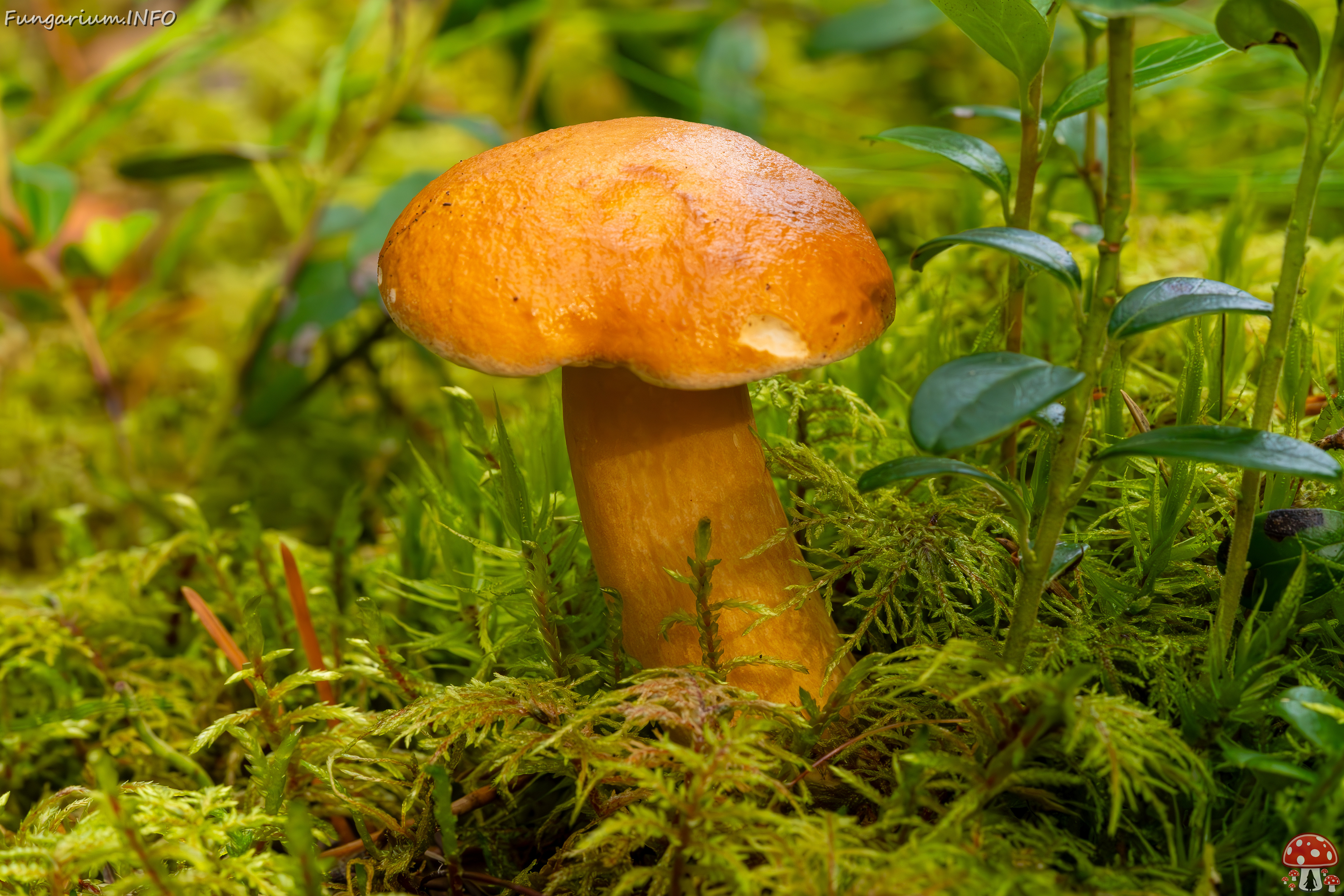 suillus-bovinus_2023-09-10_3-7 