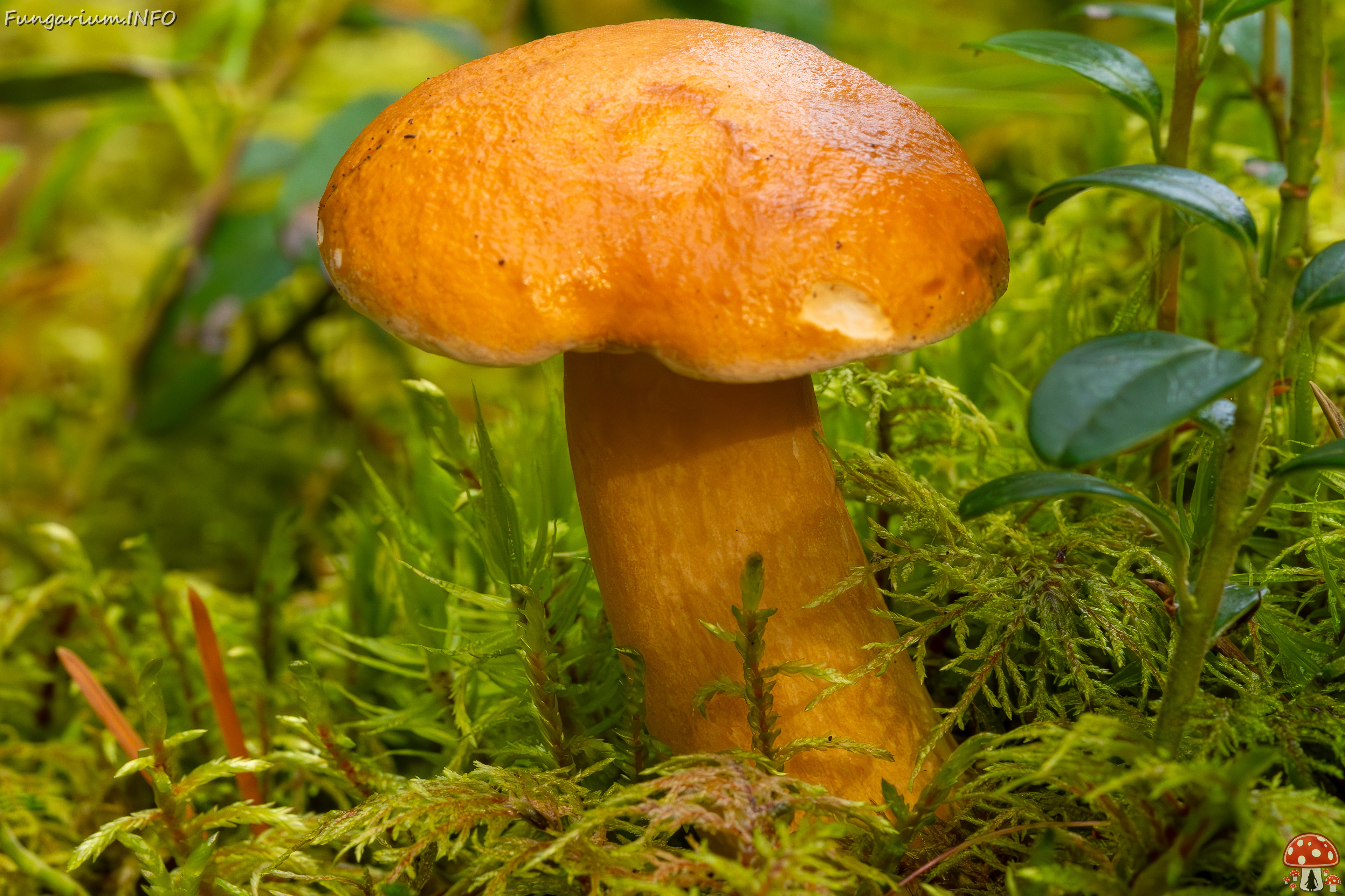 suillus-bovinus_2023-09-10_3-8 