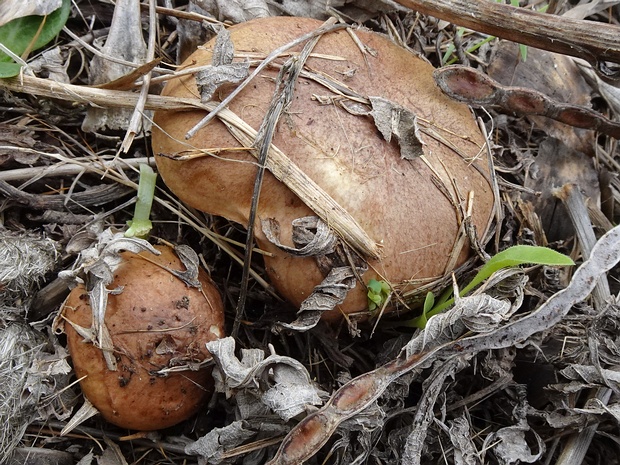 Маслёнок неокольцованный - Suillus collinitus