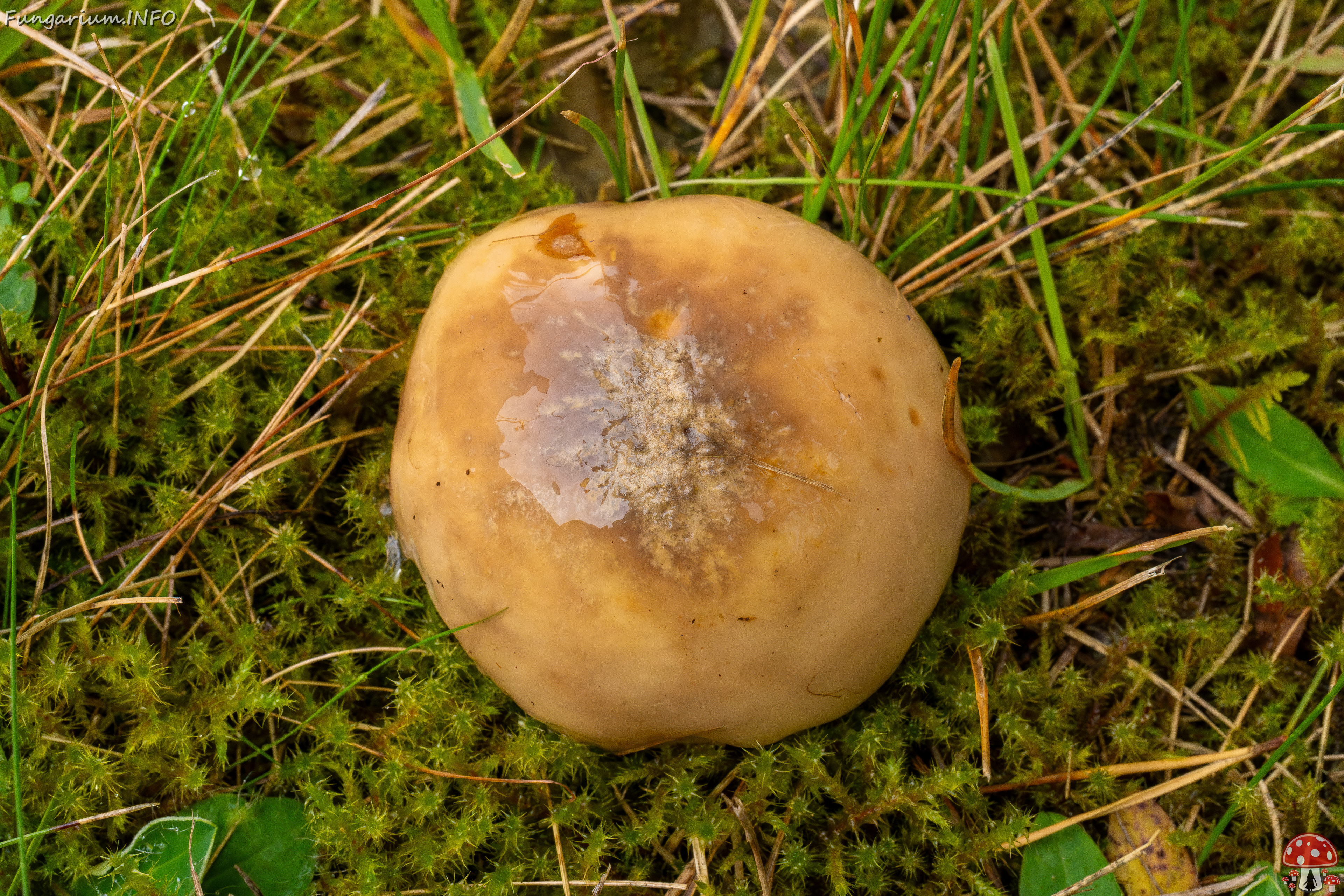 suillus-luteus_1-1 