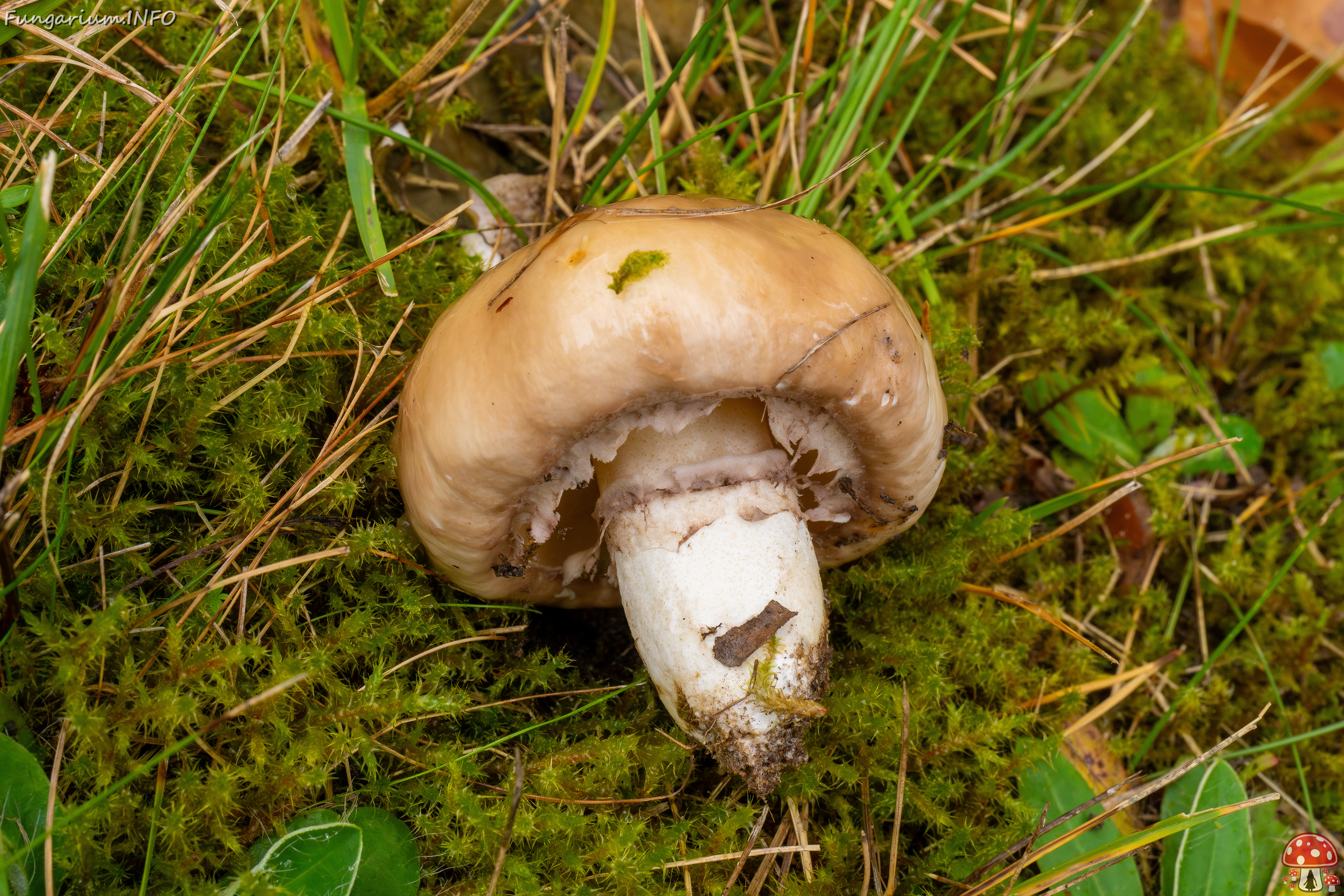 suillus-luteus_1-14 