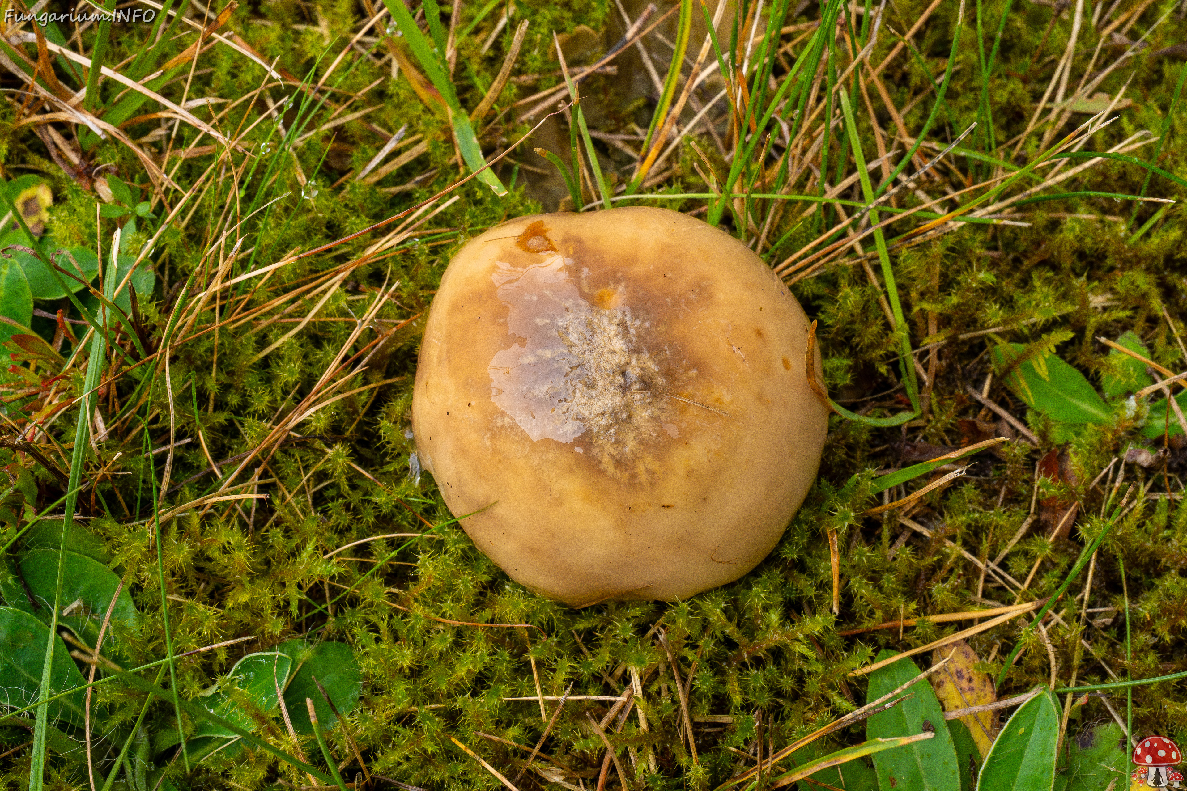 suillus-luteus_1-2 