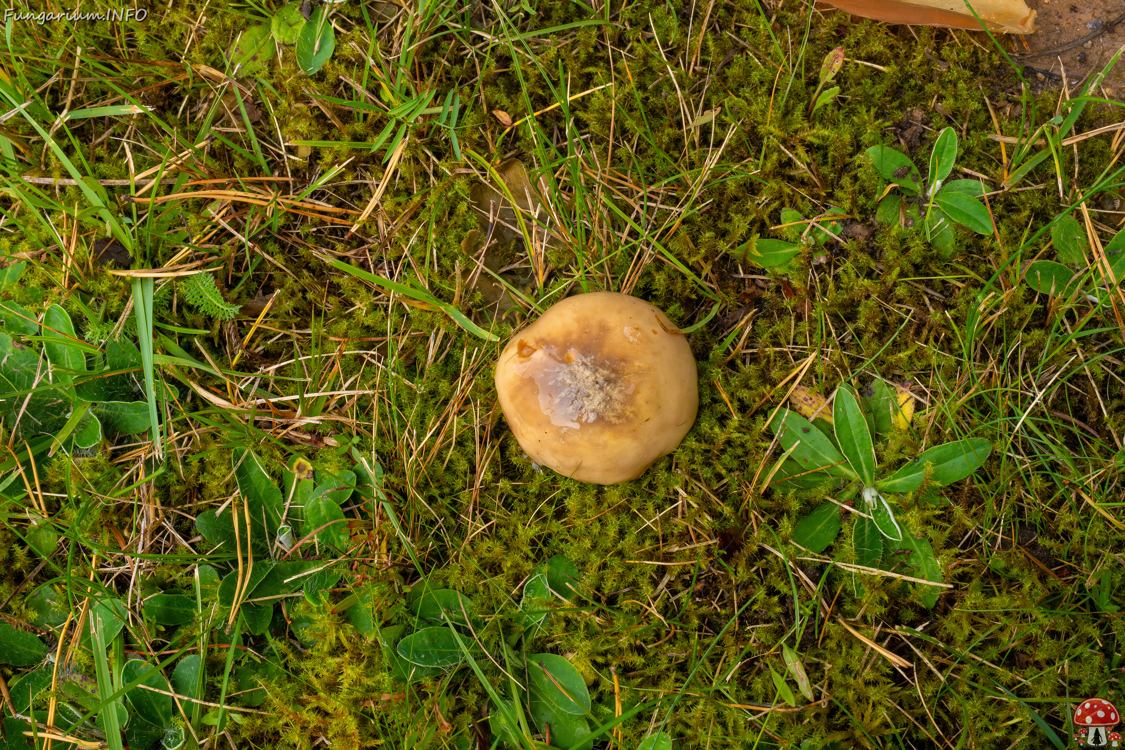 suillus-luteus_1-3 