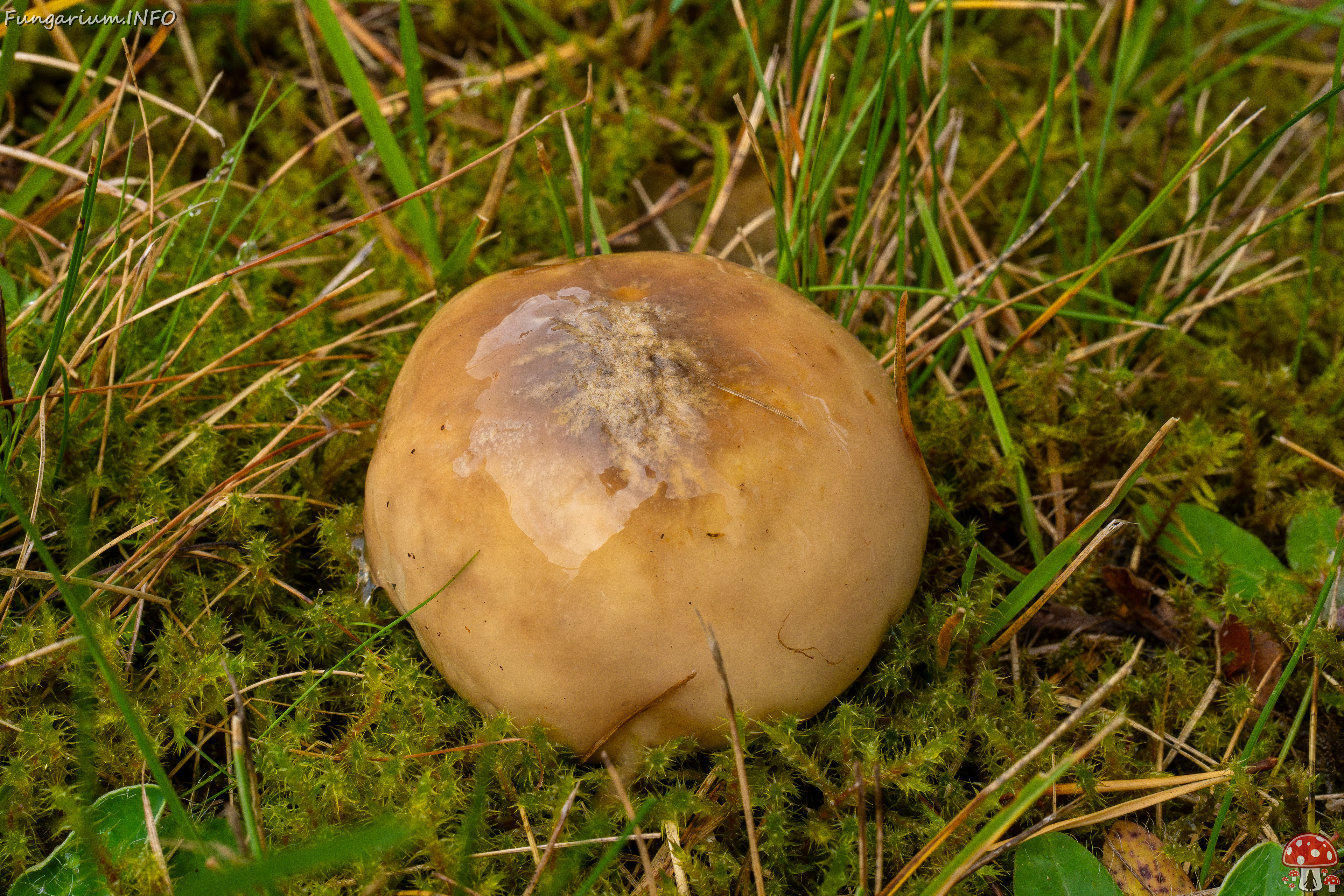 suillus-luteus_1-4 