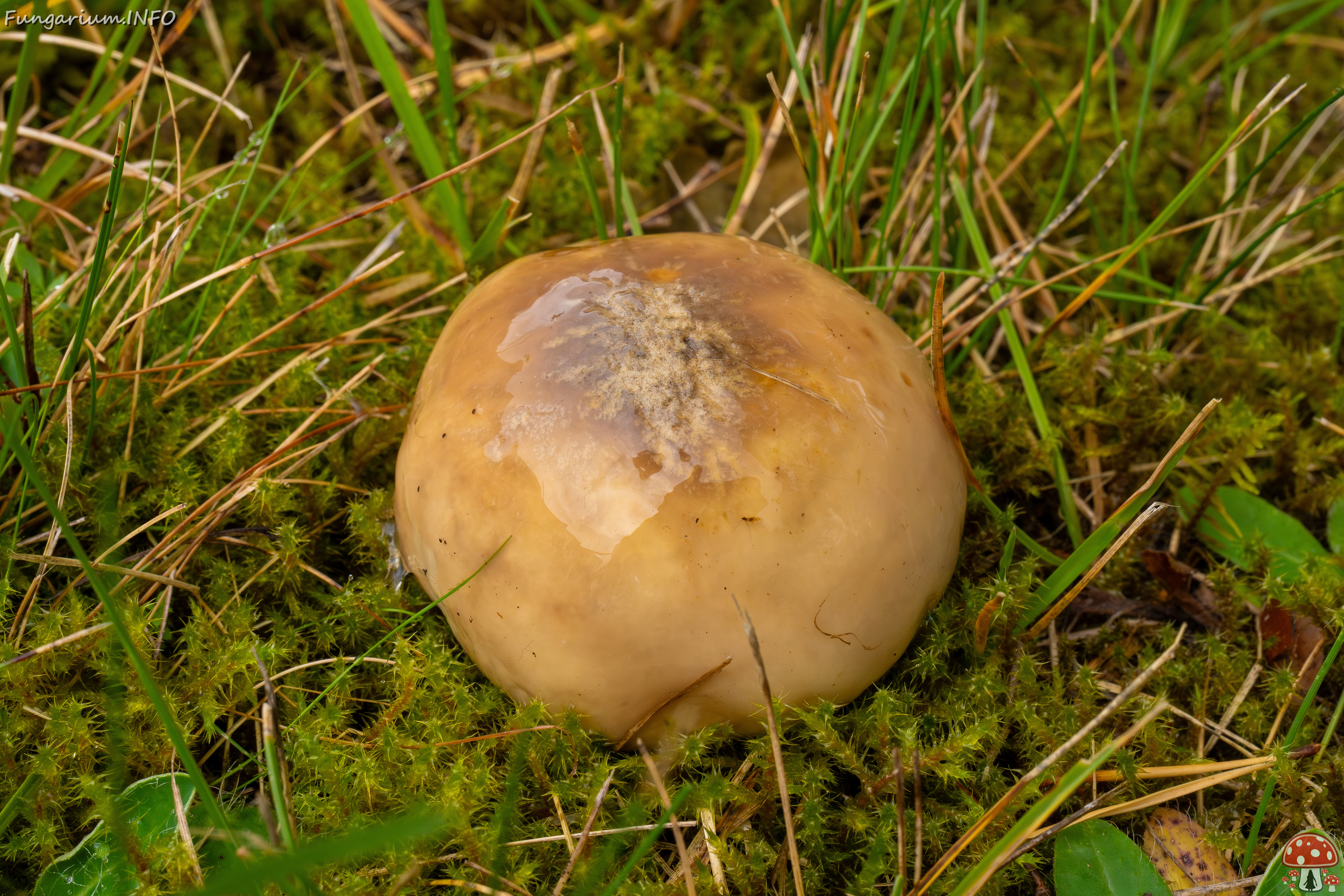 suillus-luteus_1-5 