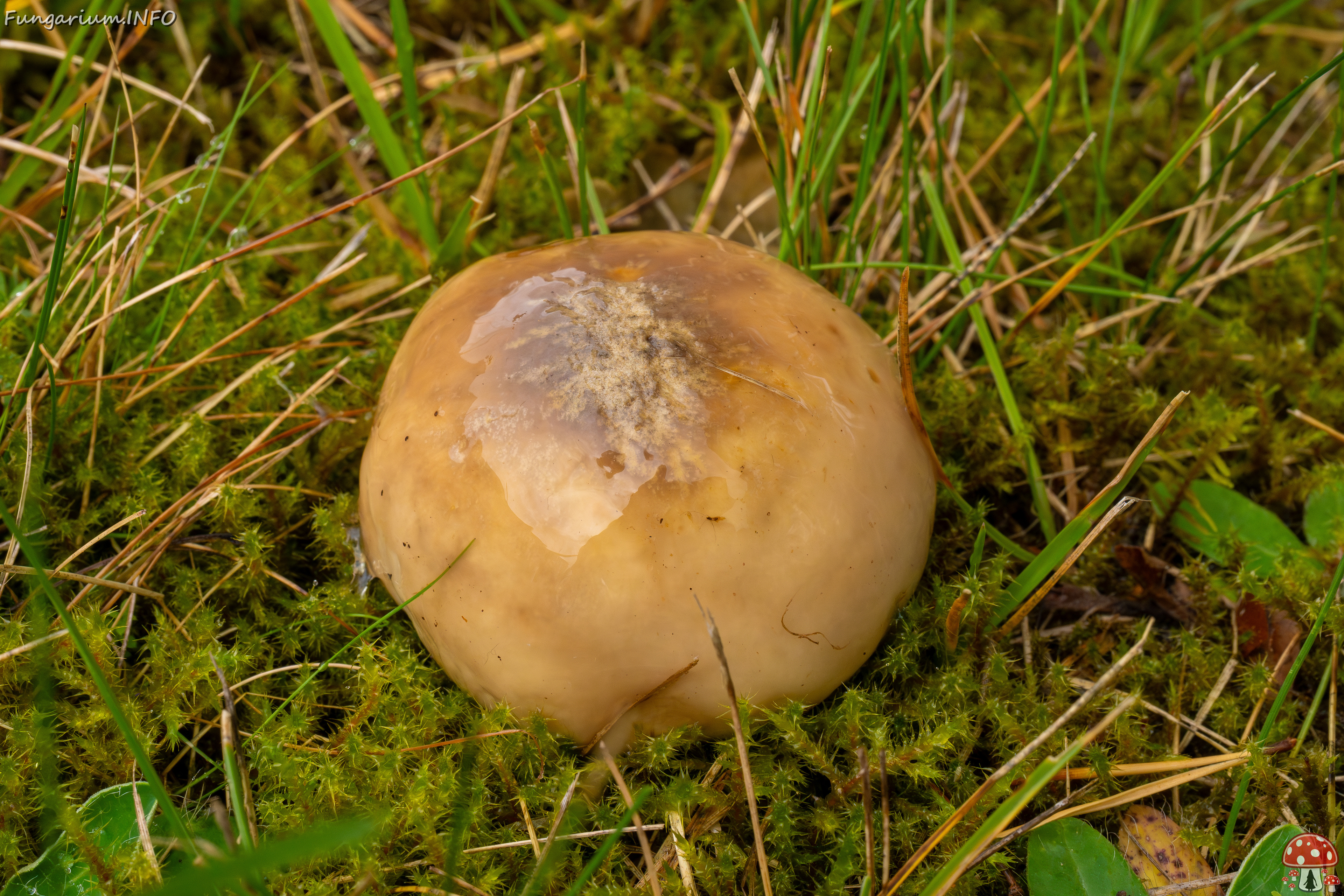 suillus-luteus_1-6 