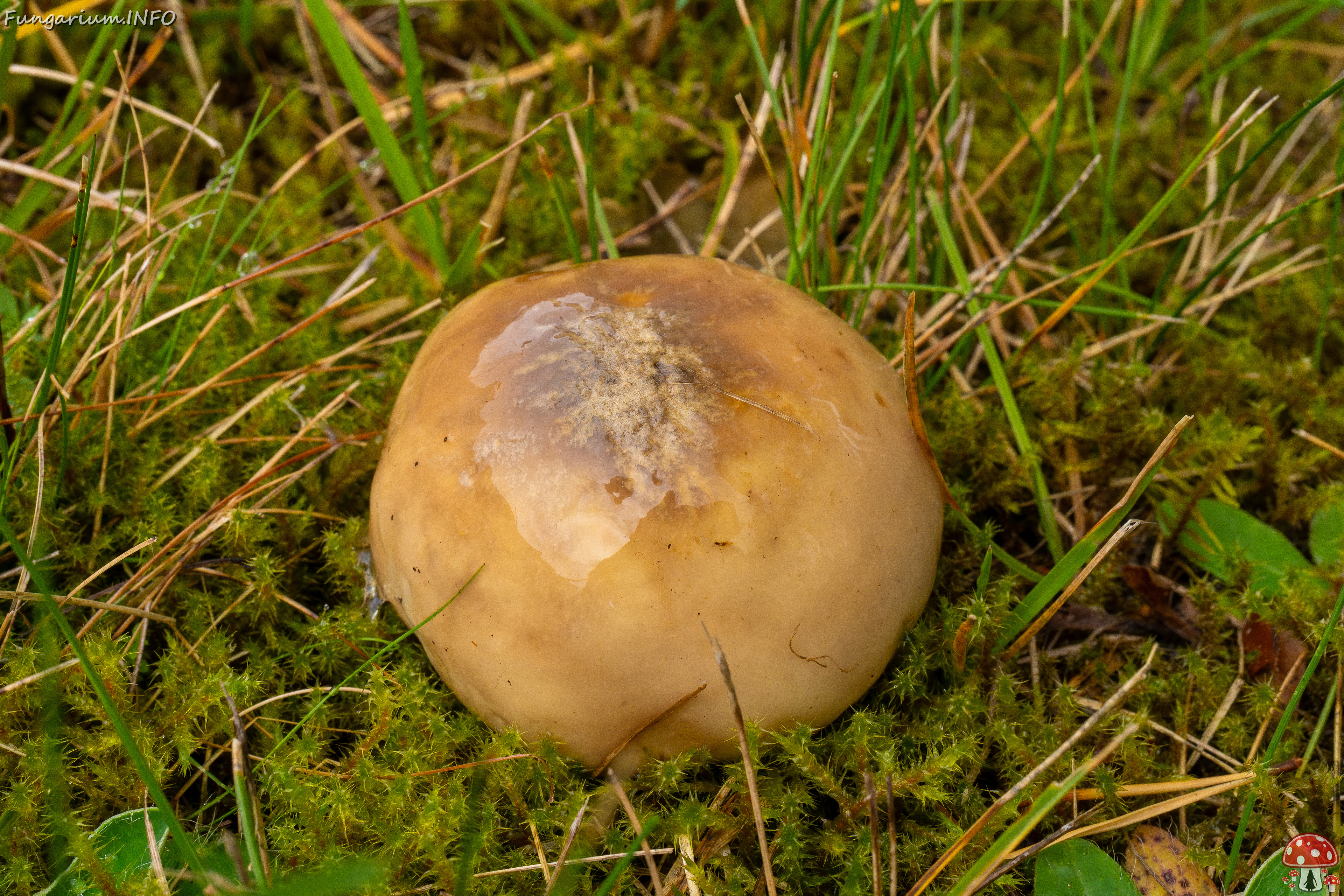 suillus-luteus_1-7 