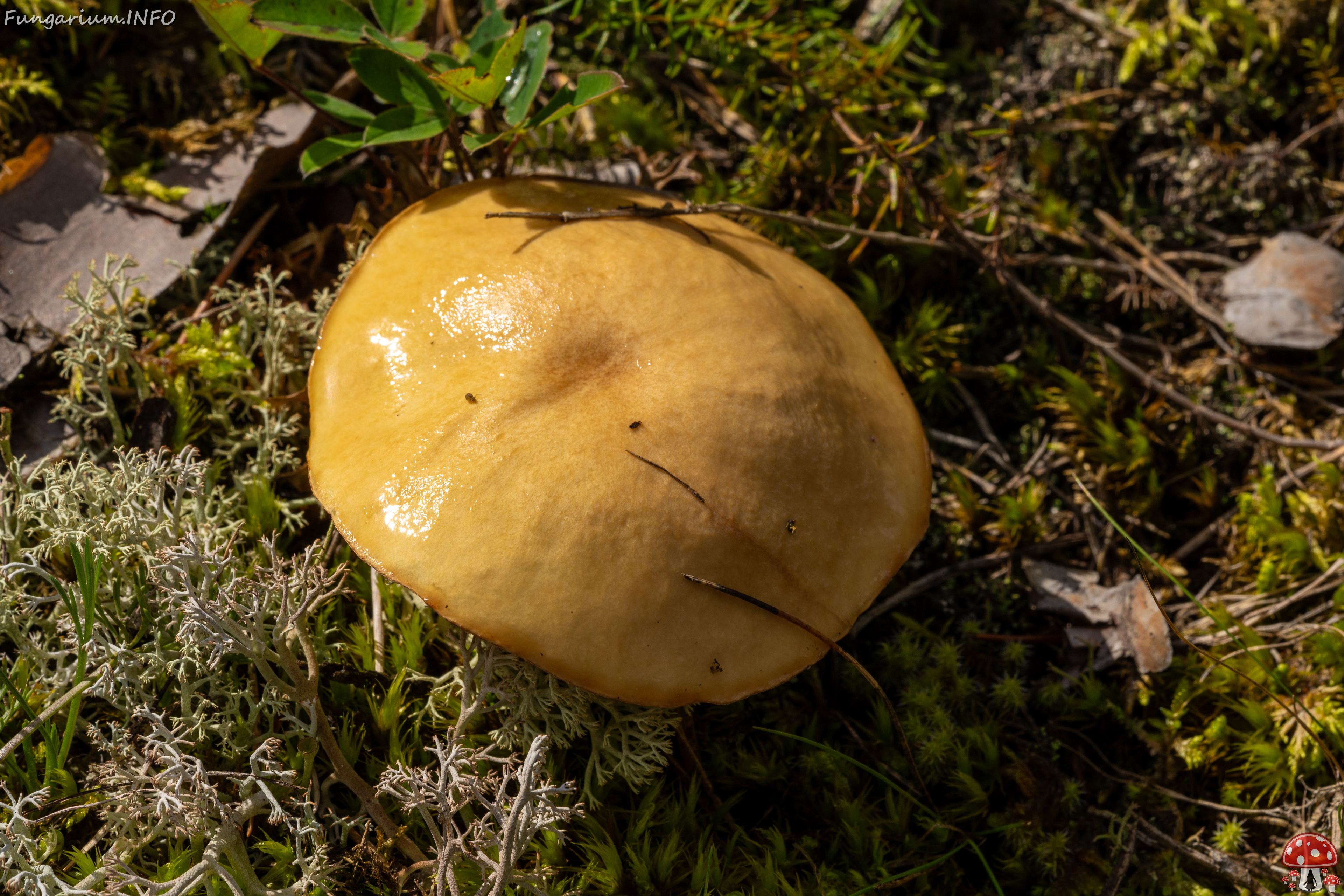 suillus-luteus_2023-09-14_1-1 