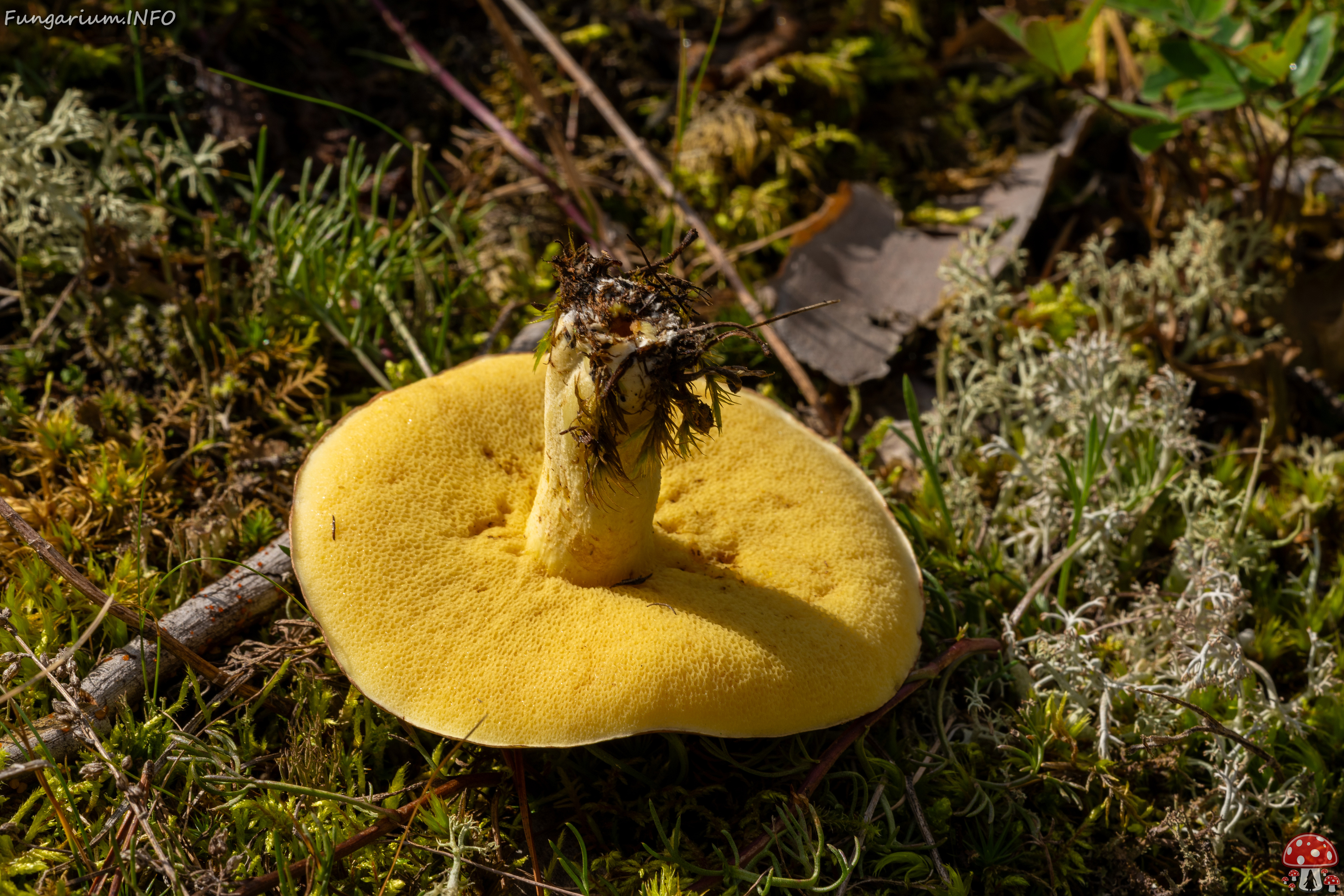 suillus-luteus_2023-09-14_1-10 