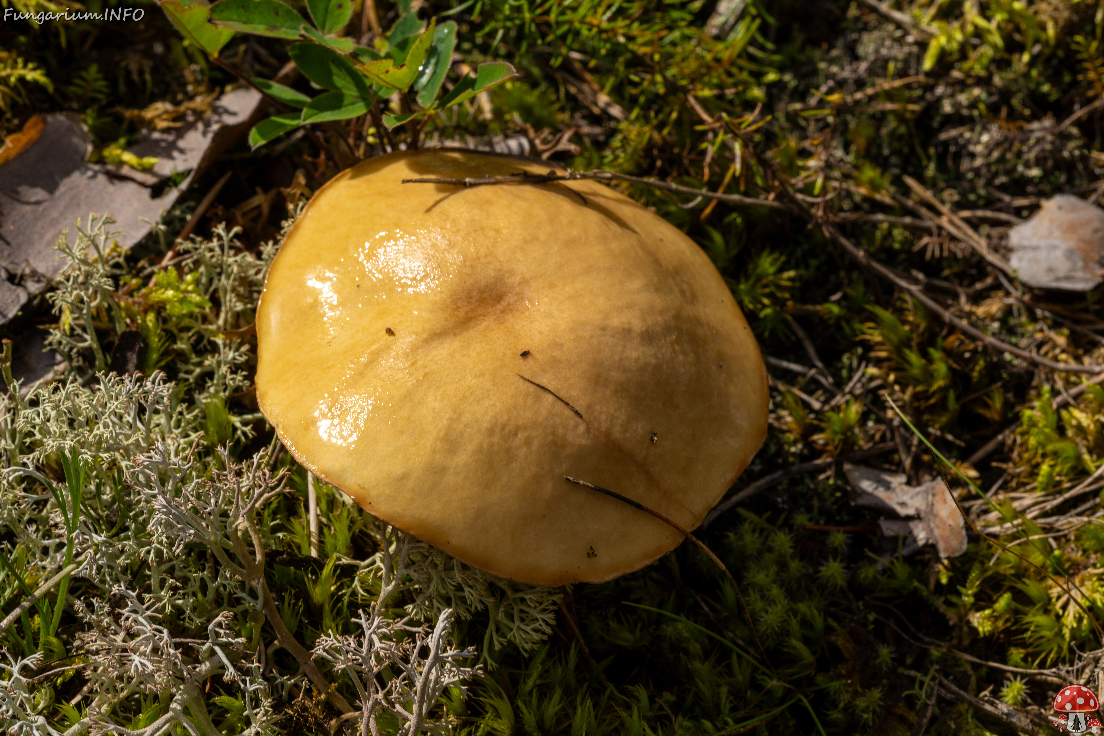 suillus-luteus_2023-09-14_1-2 