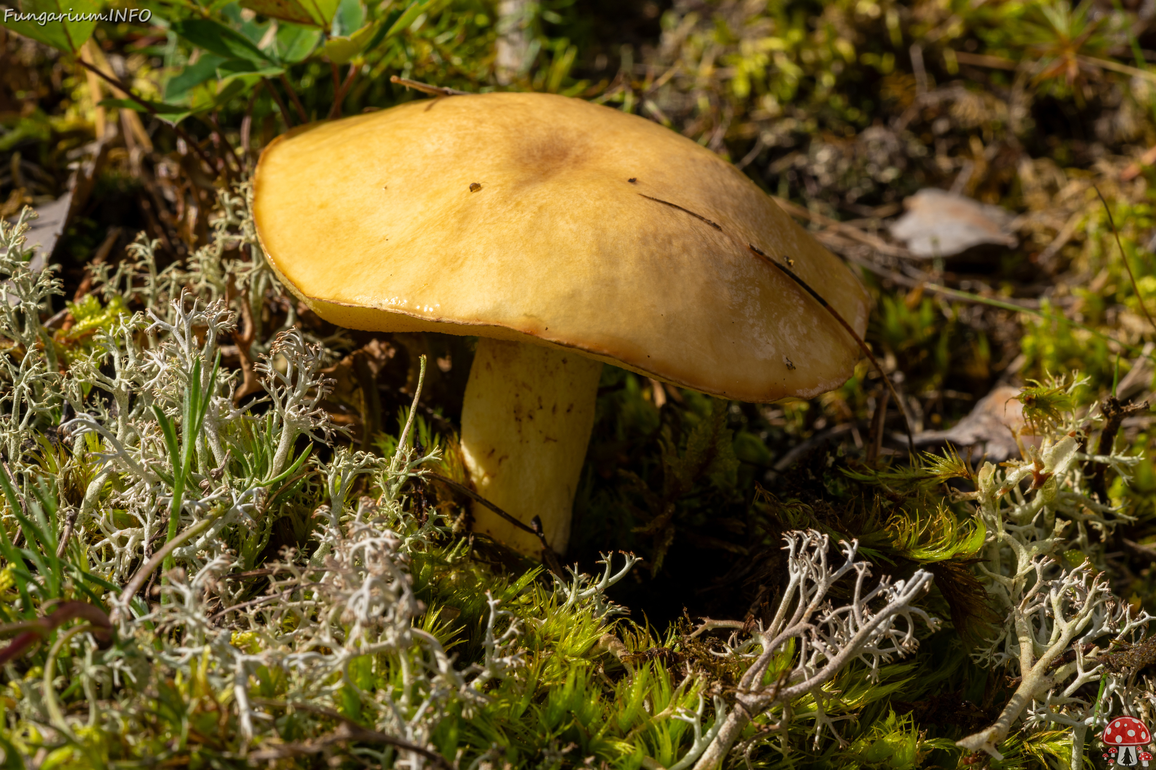 suillus-luteus_2023-09-14_1-3 