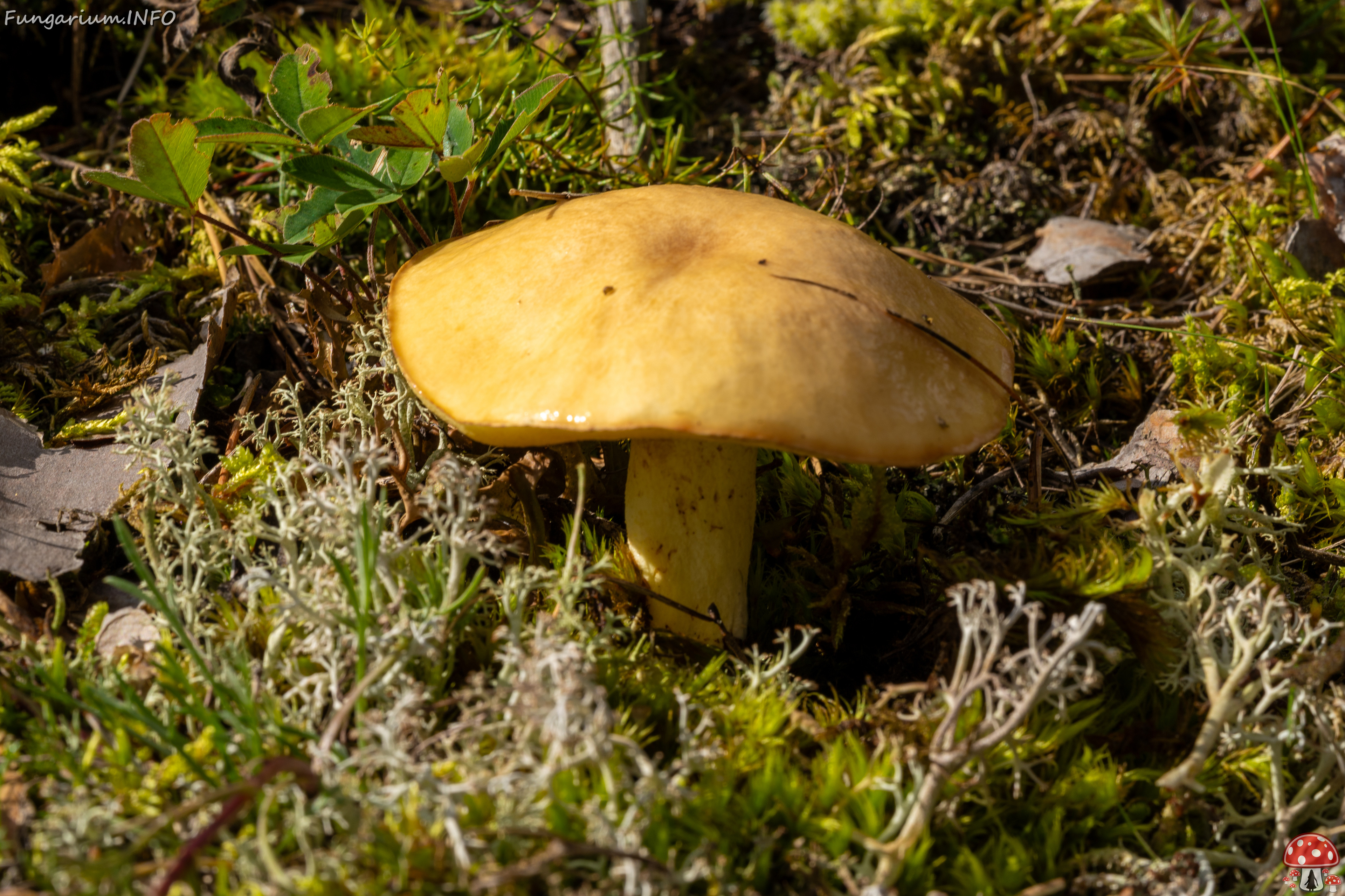 suillus-luteus_2023-09-14_1-4 