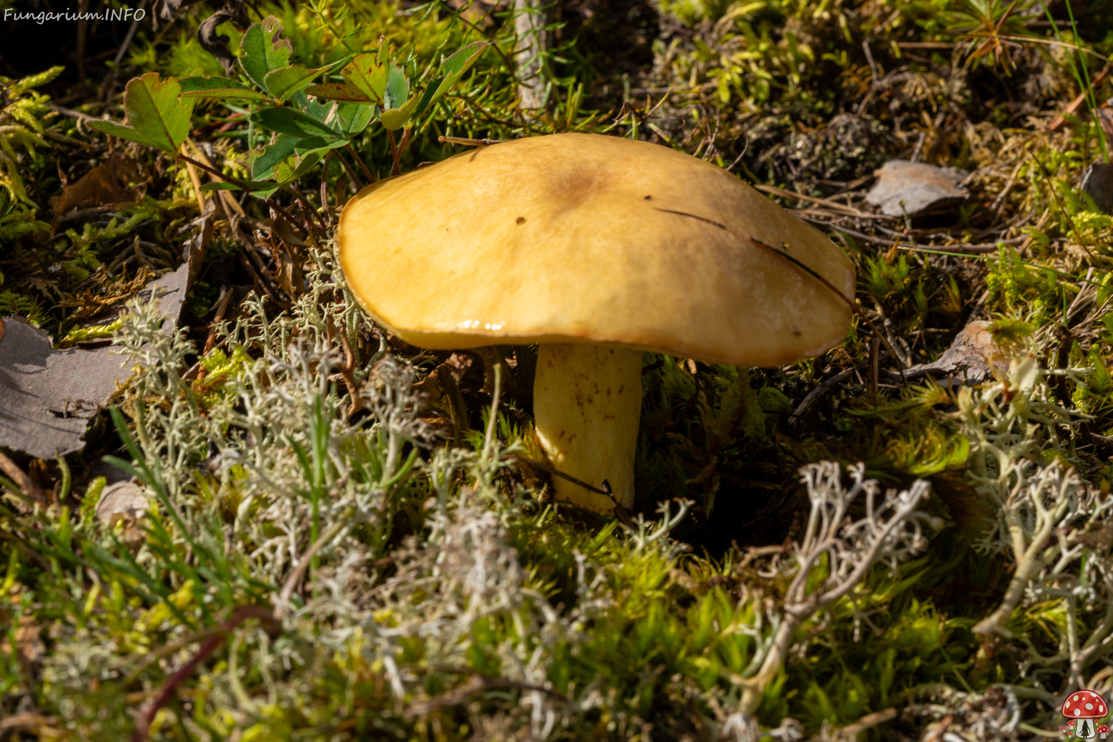 suillus-luteus_2023-09-14_1-5 