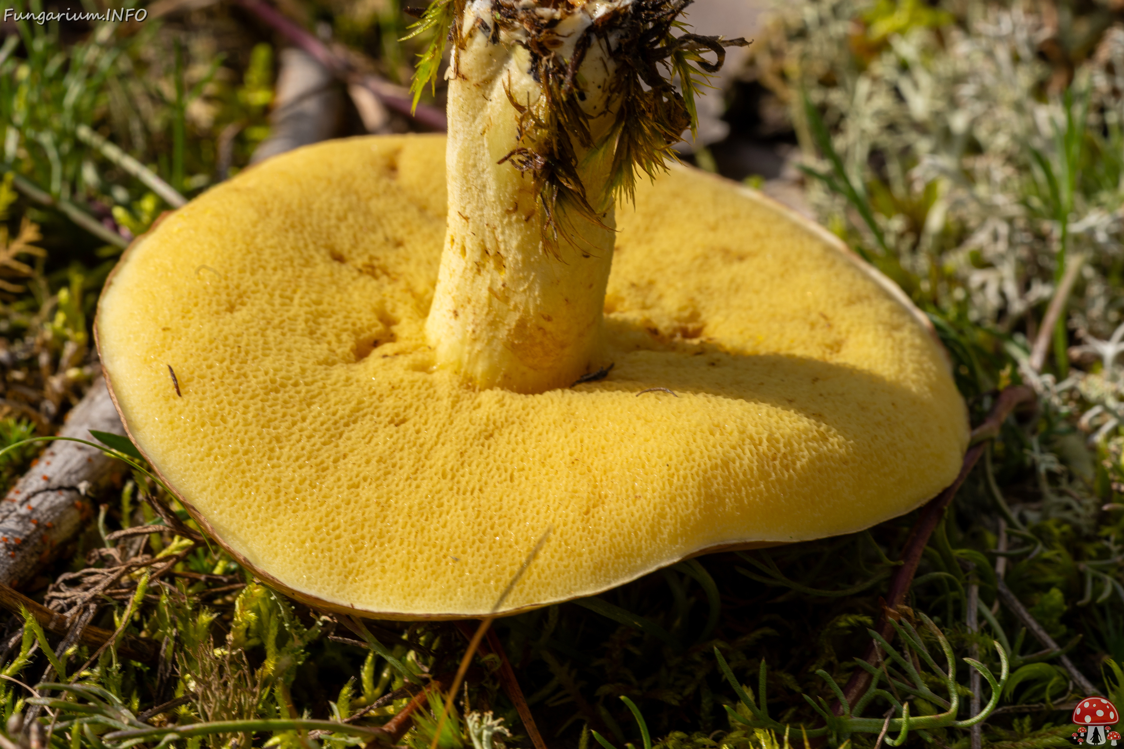 suillus-luteus_2023-09-14_1-6 