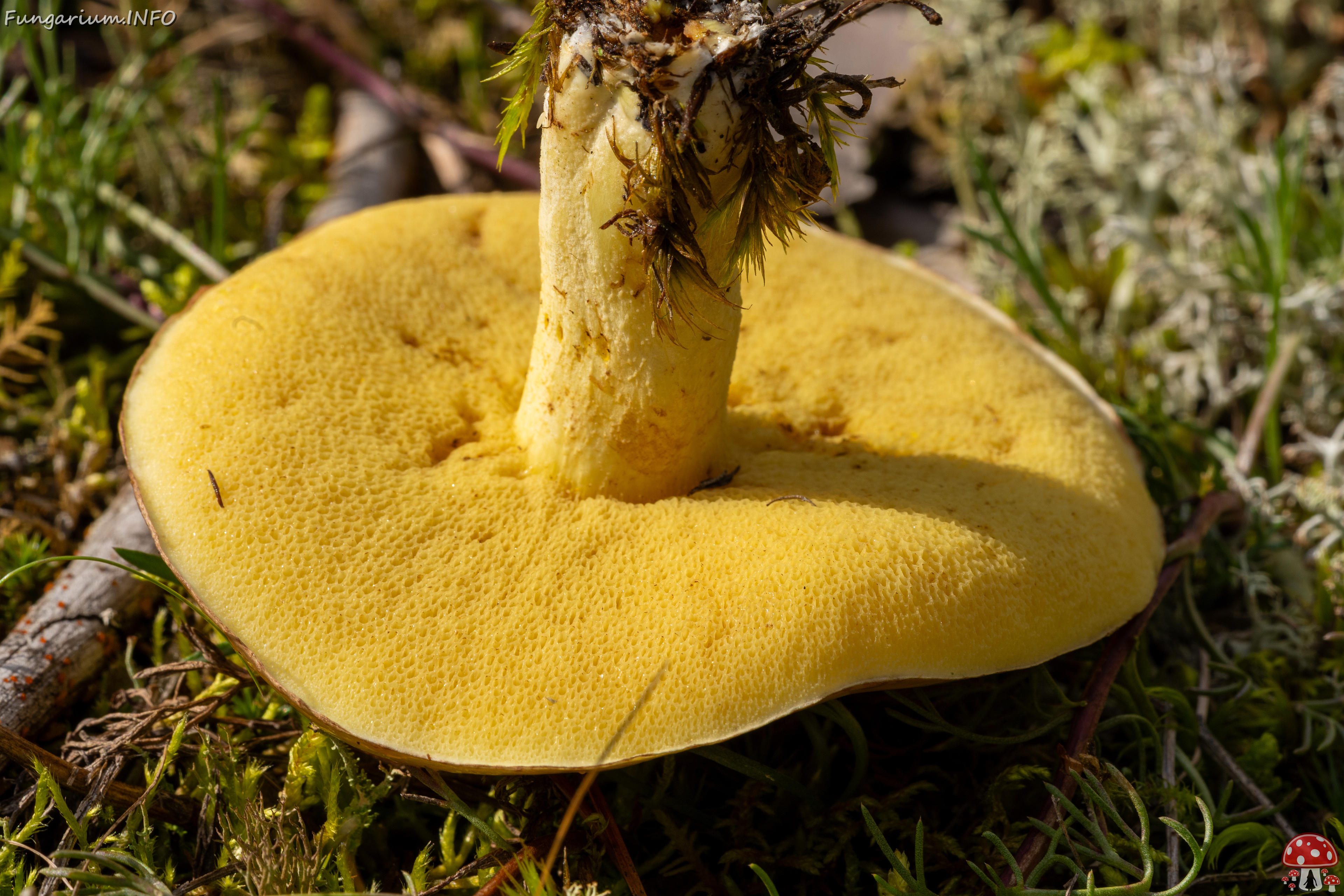 suillus-luteus_2023-09-14_1-7 