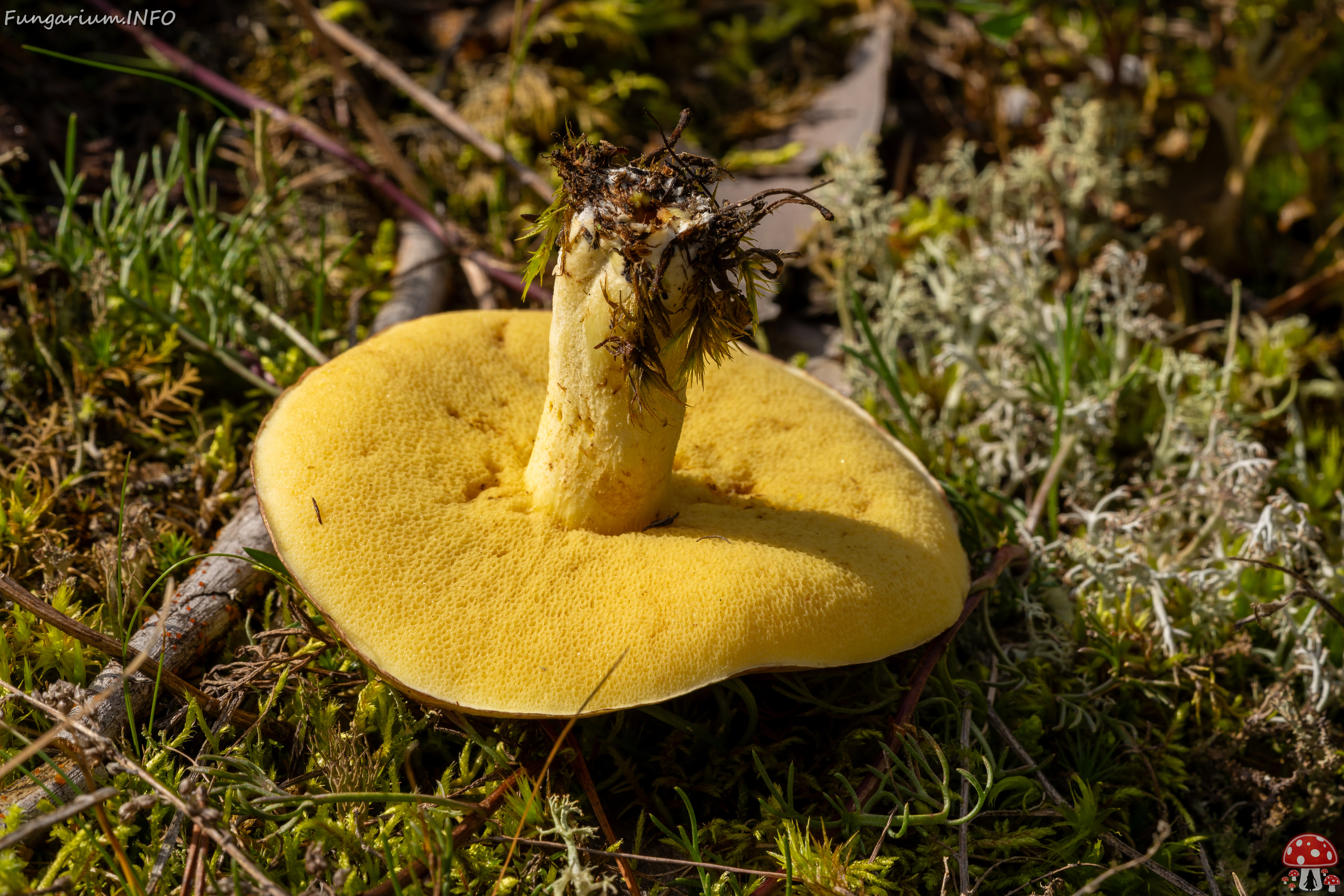 suillus-luteus_2023-09-14_1-8 