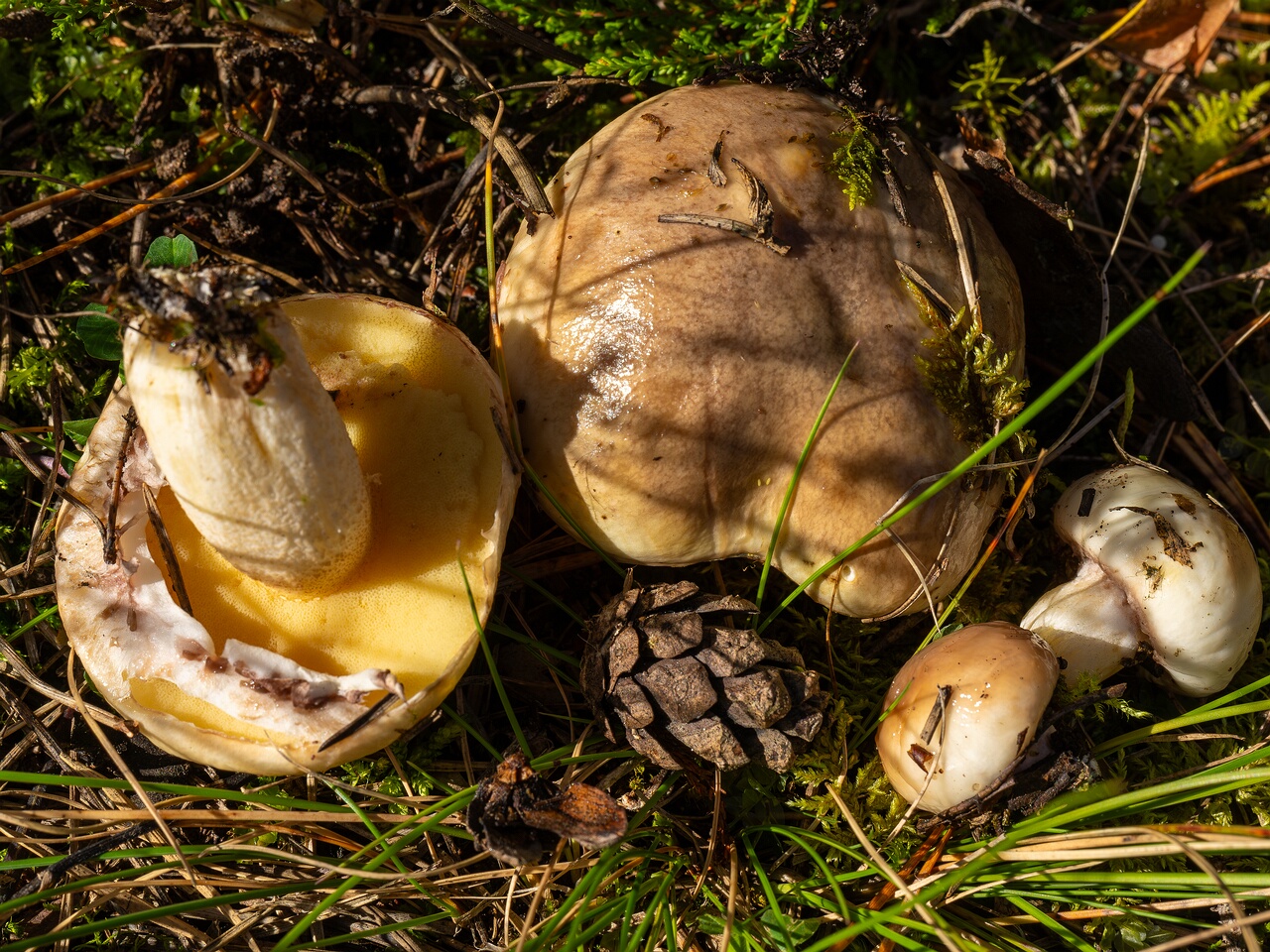 !Suillus luteus _2026-09-14_1-2