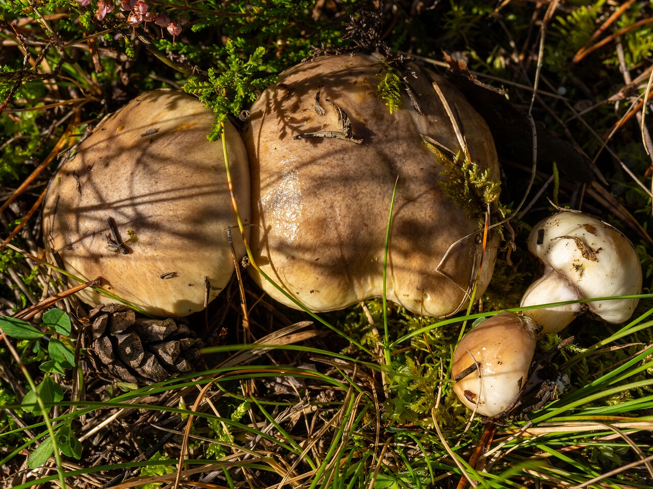 Suillus luteus _2026-09-14_1-1