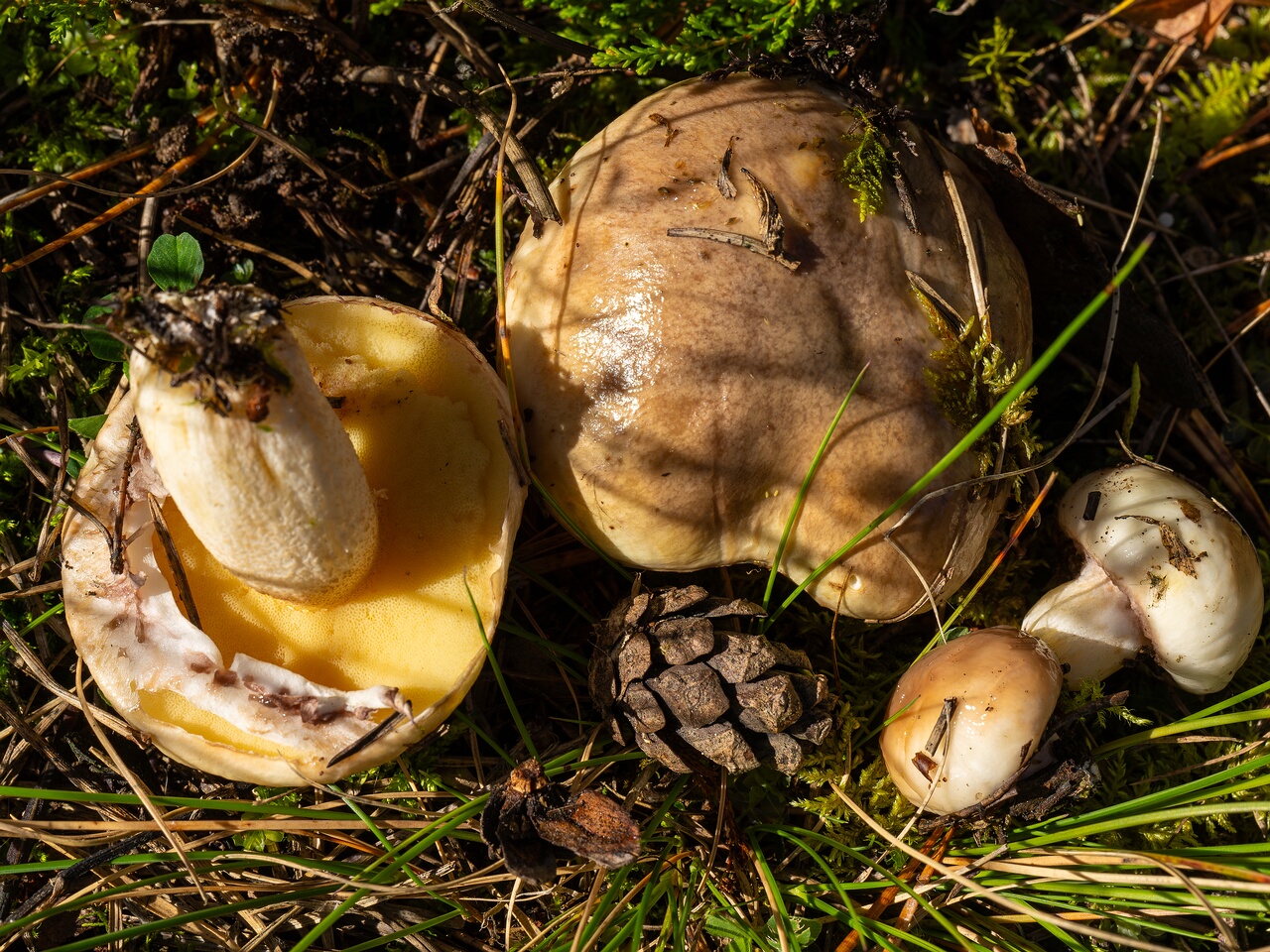 Suillus luteus _2026-09-14_1-3