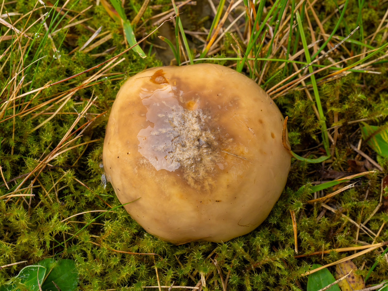 suillus-luteus_1-1