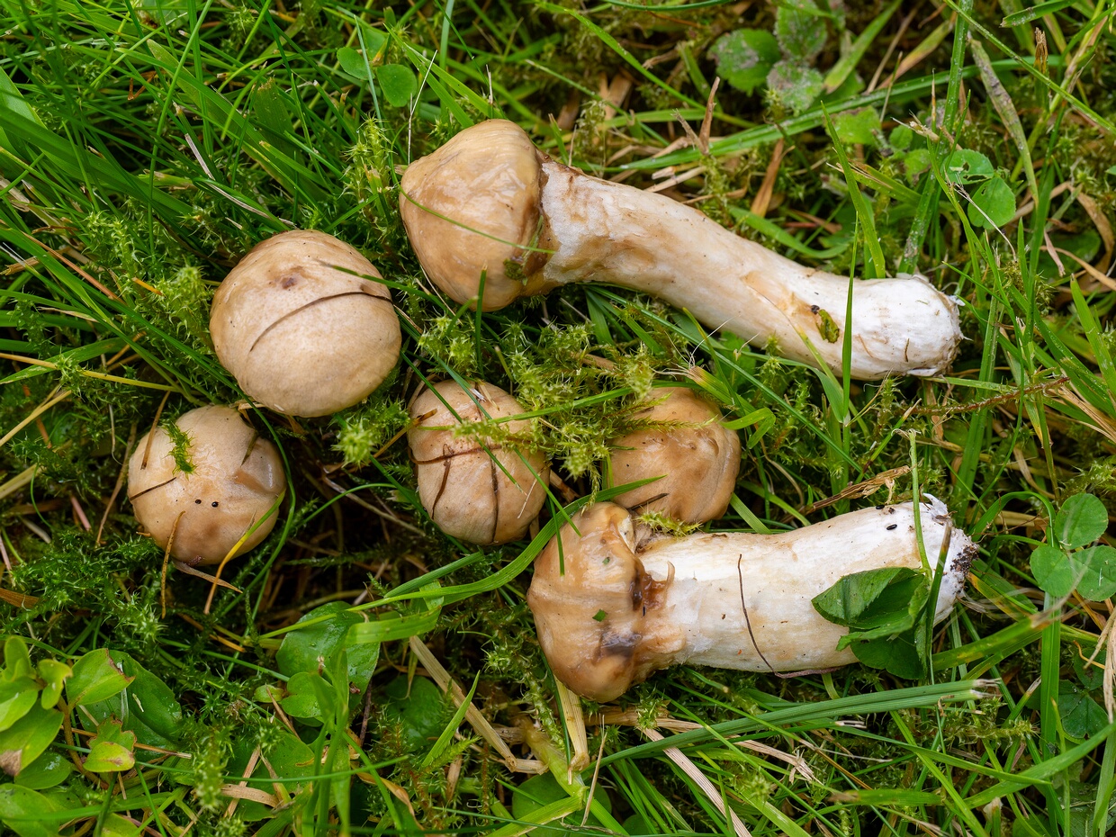 Маслёнок серый - Suillus viscidus