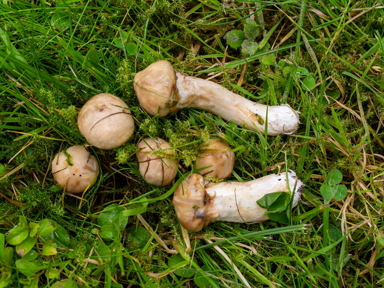 Suillus viscidus _2026-08-28_1-2