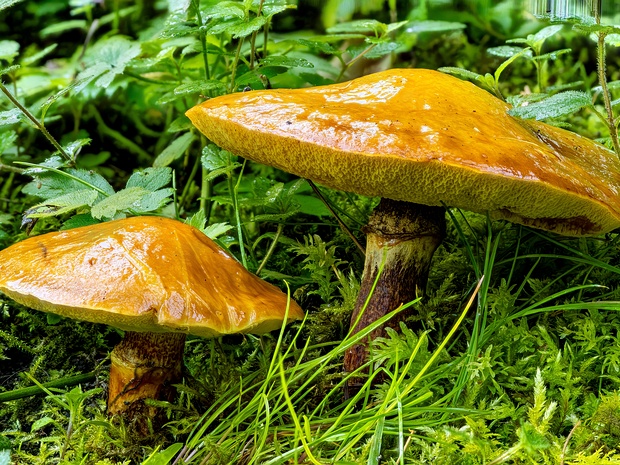 Маслёнок лиственничный - Suillus grevillei