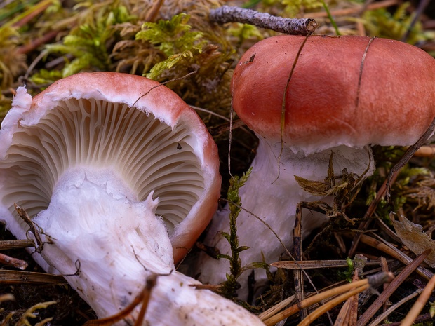 Мокруха розовая - Gomphidius roseus