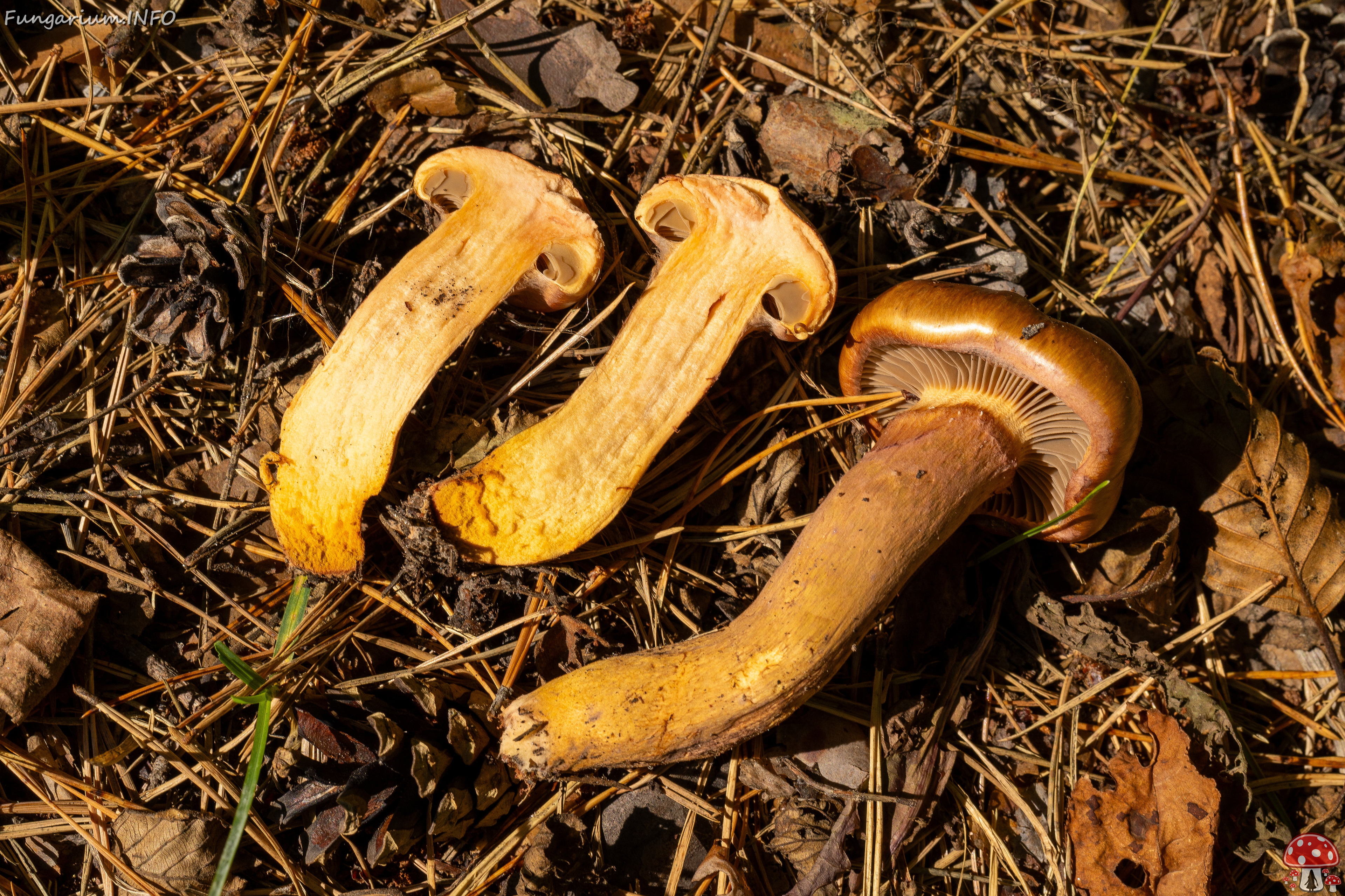 chroogomphus-rutilus_1-23 