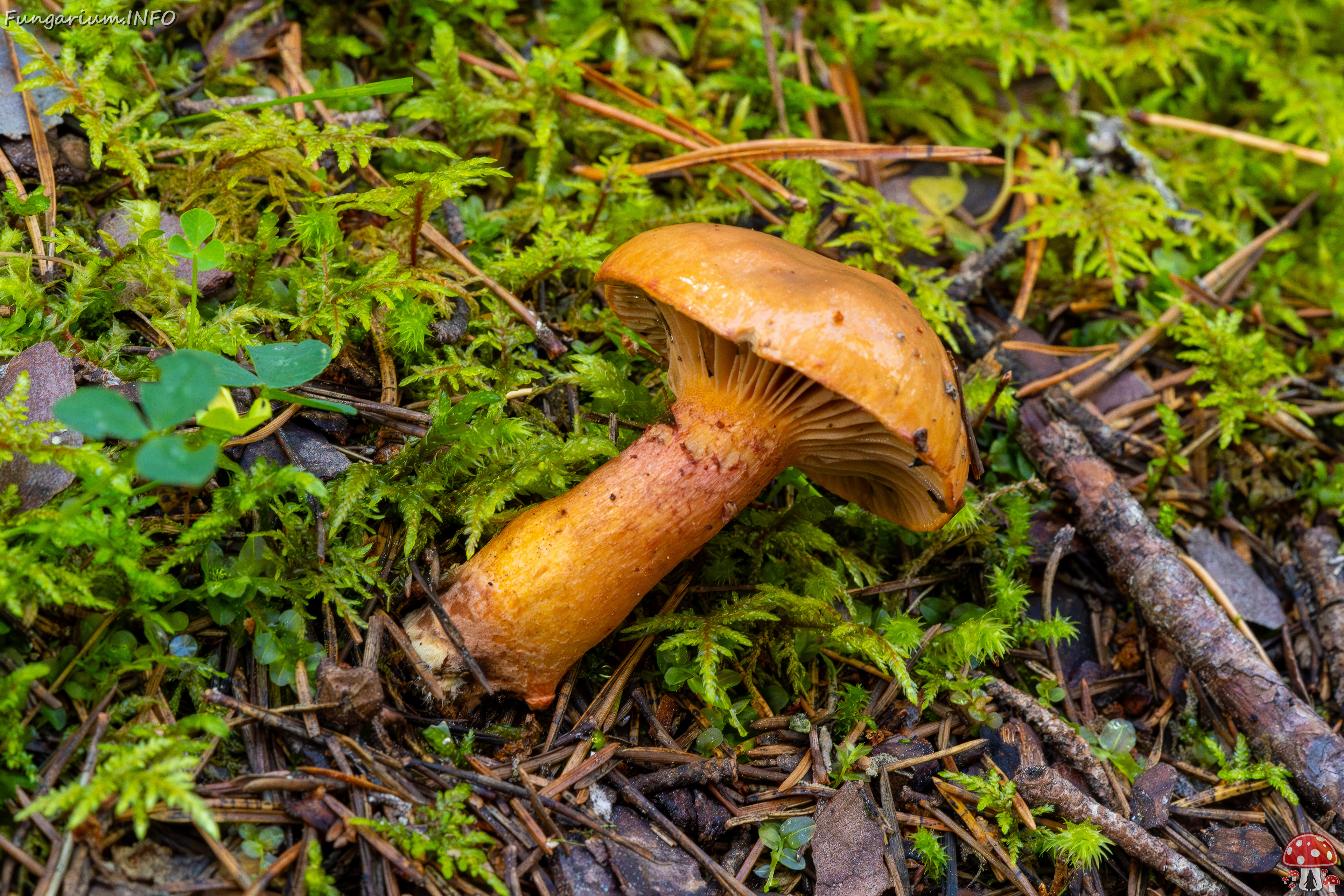 chroogomphus-rutilus_2023-09-14_1-5 