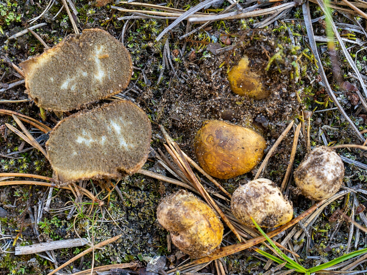 Ризопогон желтоватый - Rhizopogon luteolus