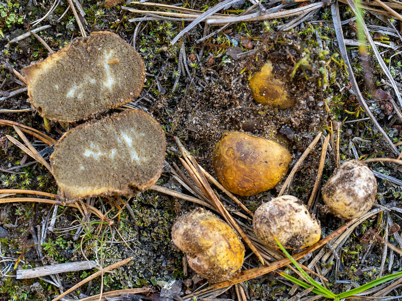 !Rhizopogon luteolus _2026-09-03_1-2