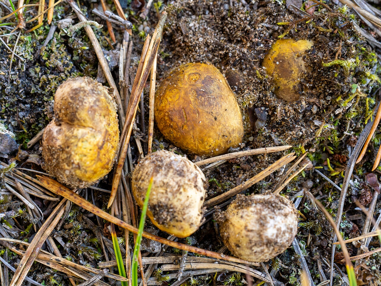 Rhizopogon luteolus _2026-09-03_1-4