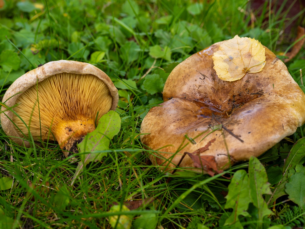 !Paxillus ammoniavirescens _2025-10-10_1-5