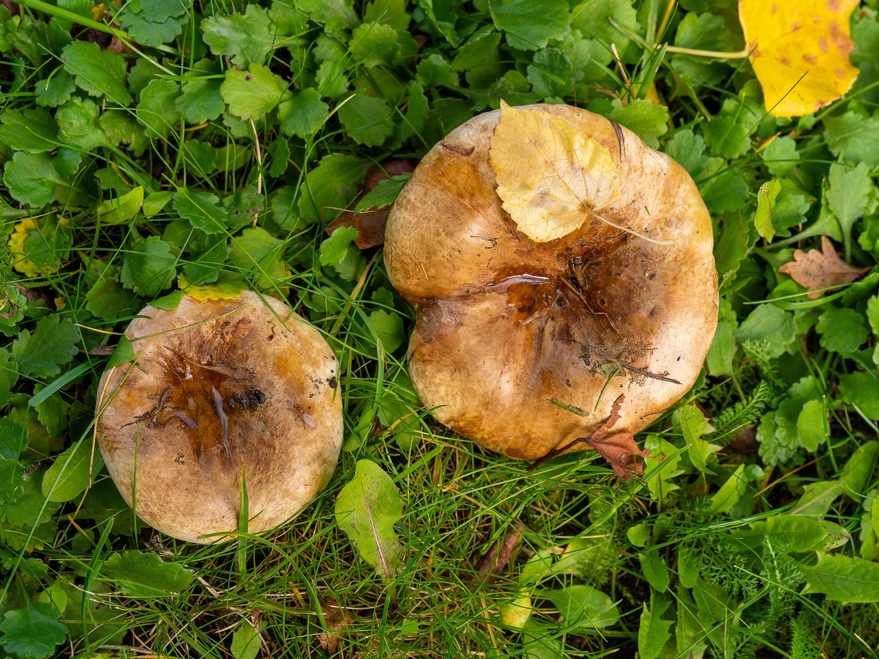 Paxillus ammoniavirescens _2025-10-10_1-1
