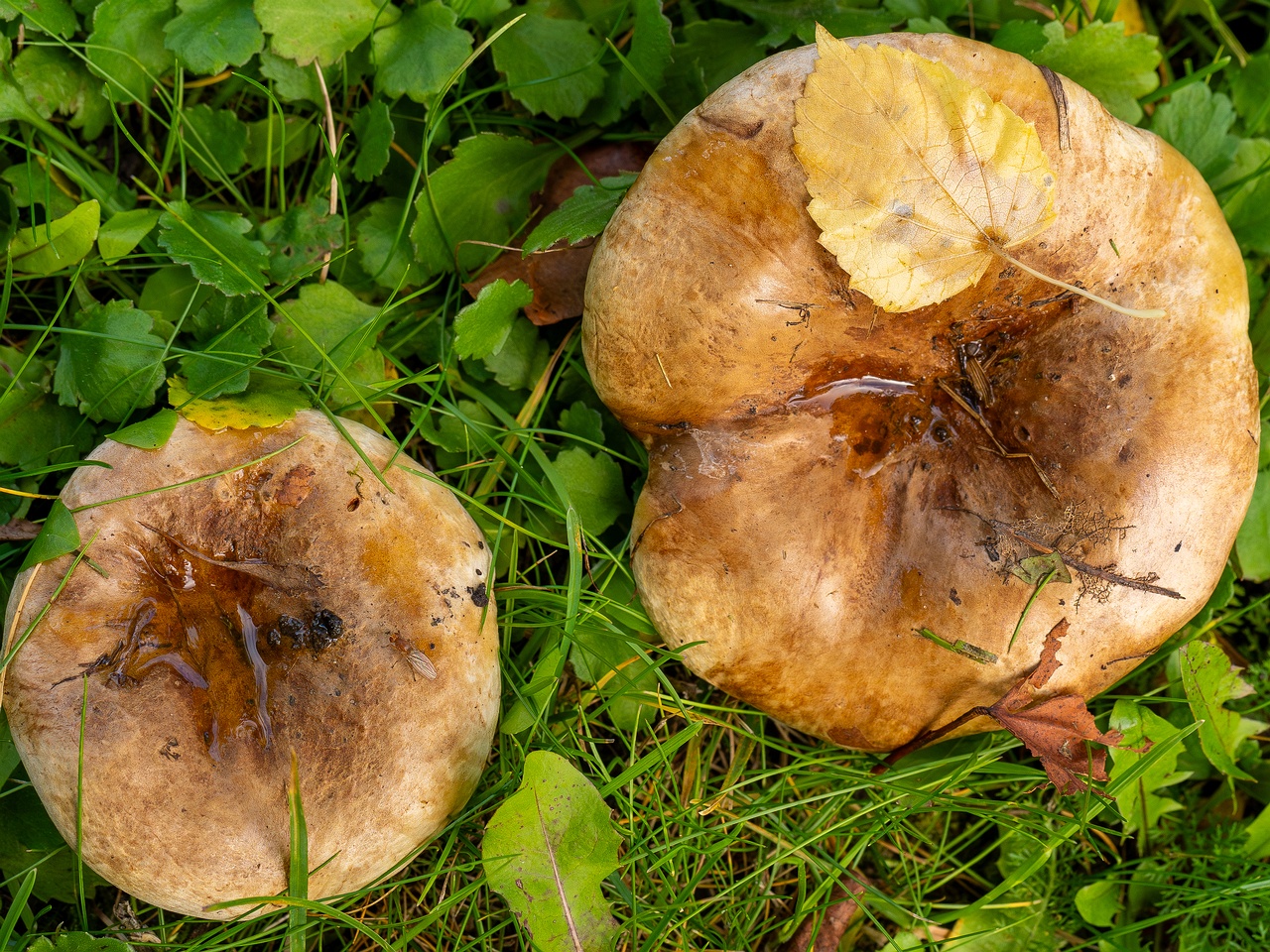 Paxillus ammoniavirescens _2025-10-10_1-2