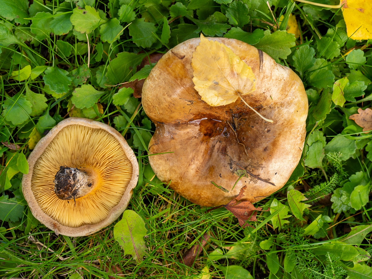 Paxillus ammoniavirescens _2025-10-10_1-3