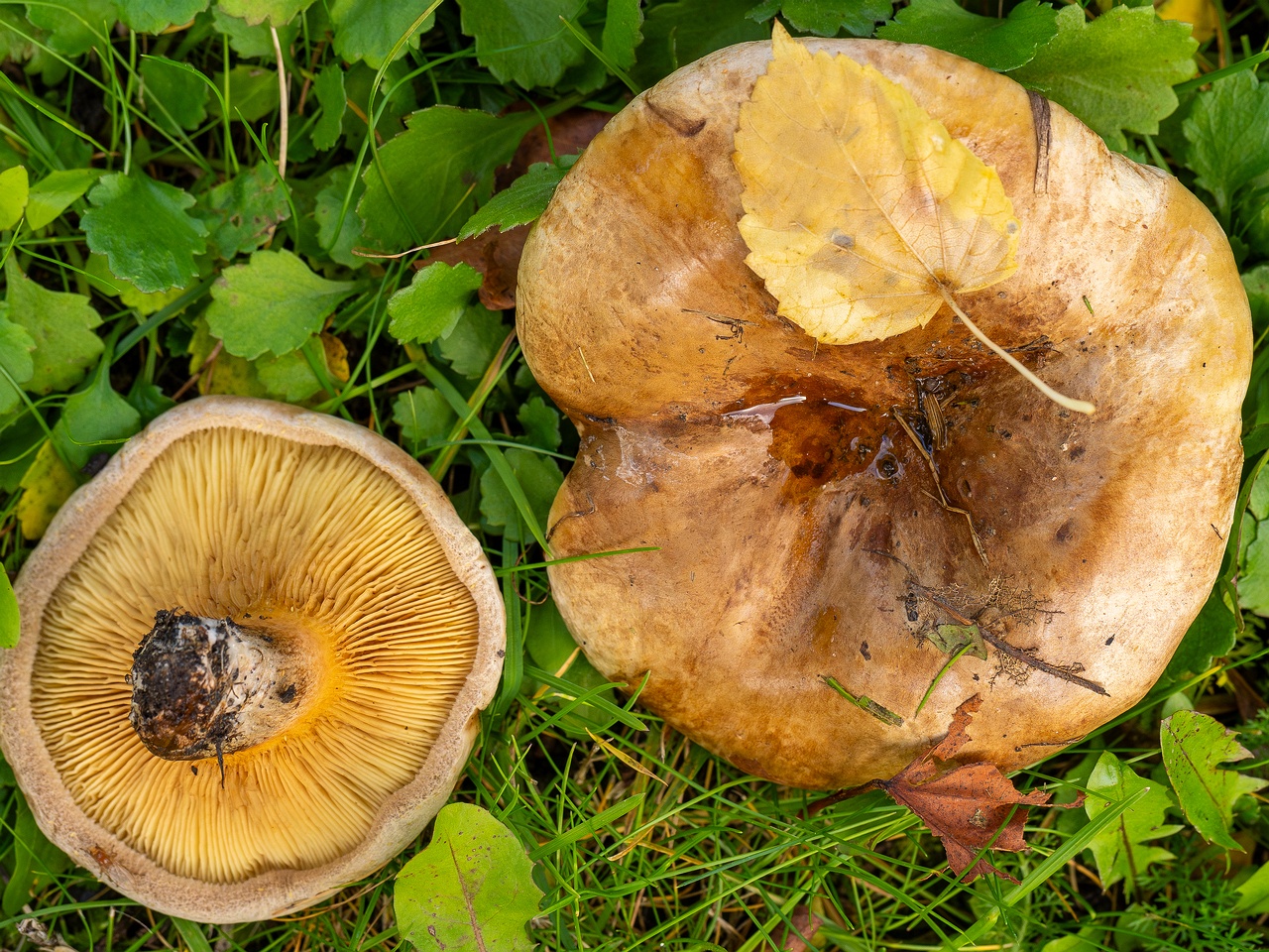 Paxillus ammoniavirescens _2025-10-10_1-4
