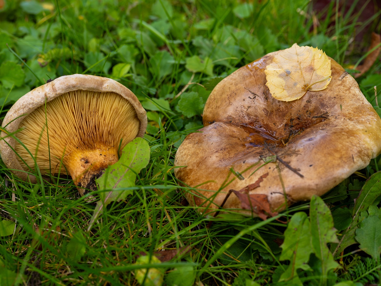 Paxillus ammoniavirescens _2025-10-10_1-6