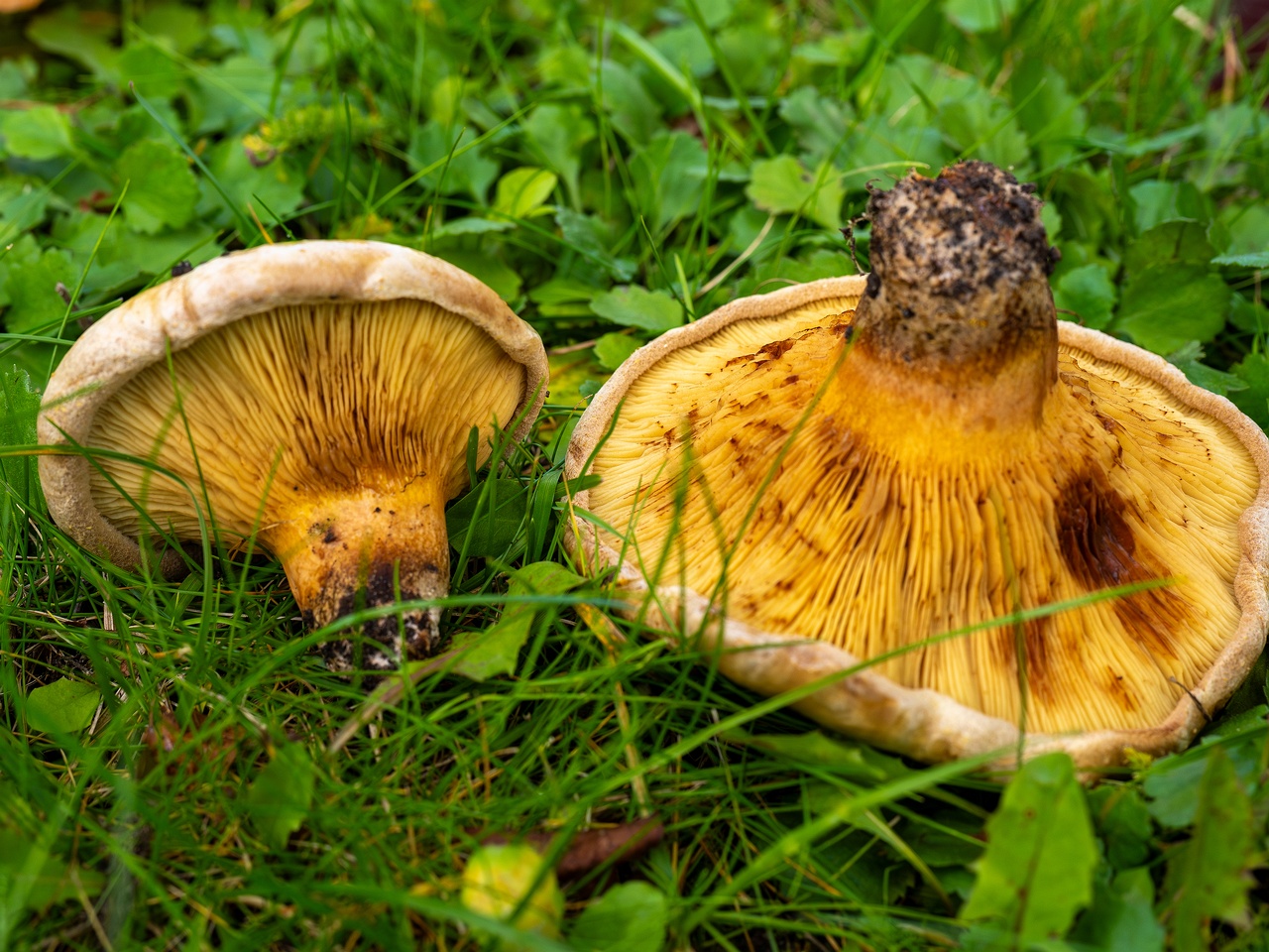 Paxillus ammoniavirescens _2025-10-10_1-7