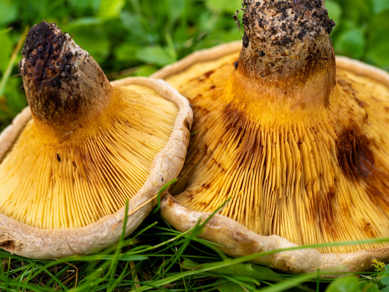 Paxillus ammoniavirescens _2025-10-10_1-8