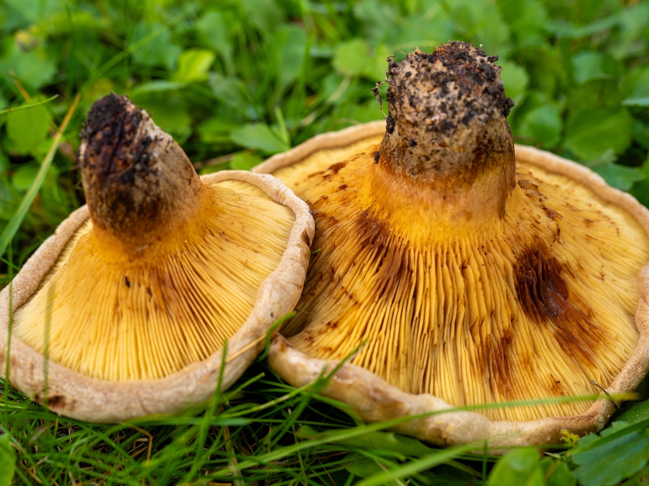 Paxillus ammoniavirescens _2025-10-10_1-9