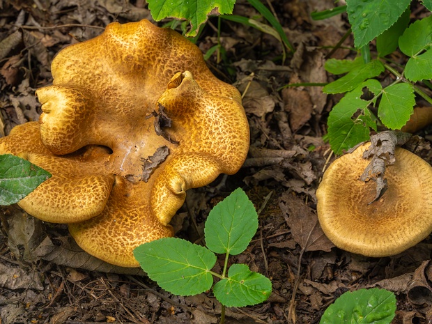 Свинушка ольховая - Paxillus rubicundulus