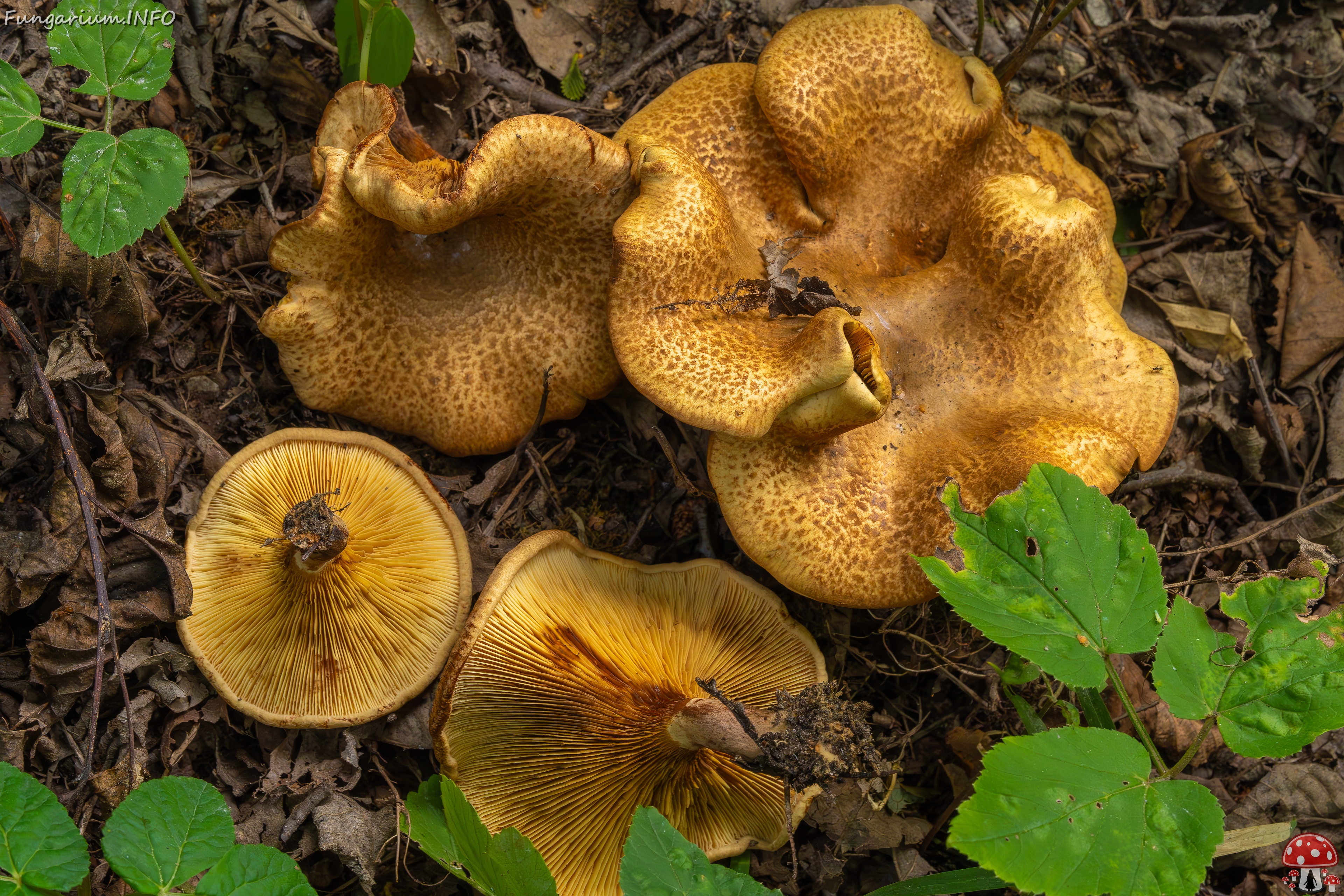 !Paxillus rubicundulus _2023-08-13_1-15 