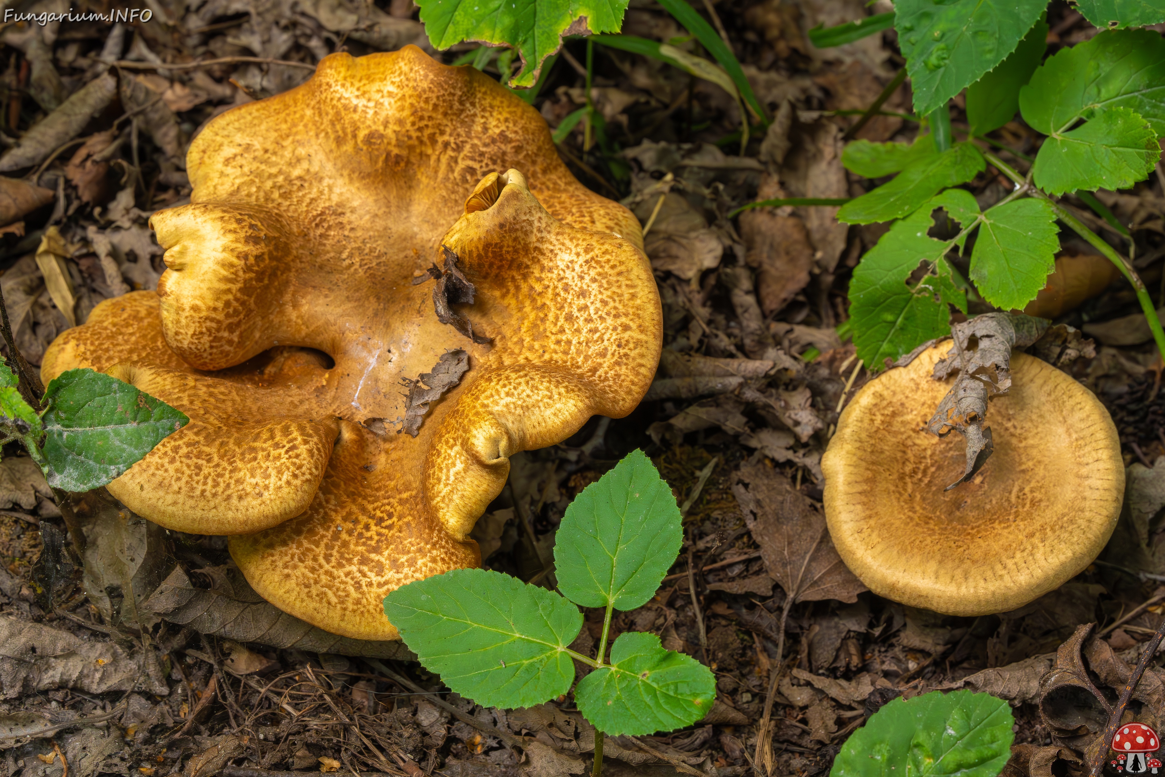 Paxillus rubicundulus _2023-08-13_1-1 