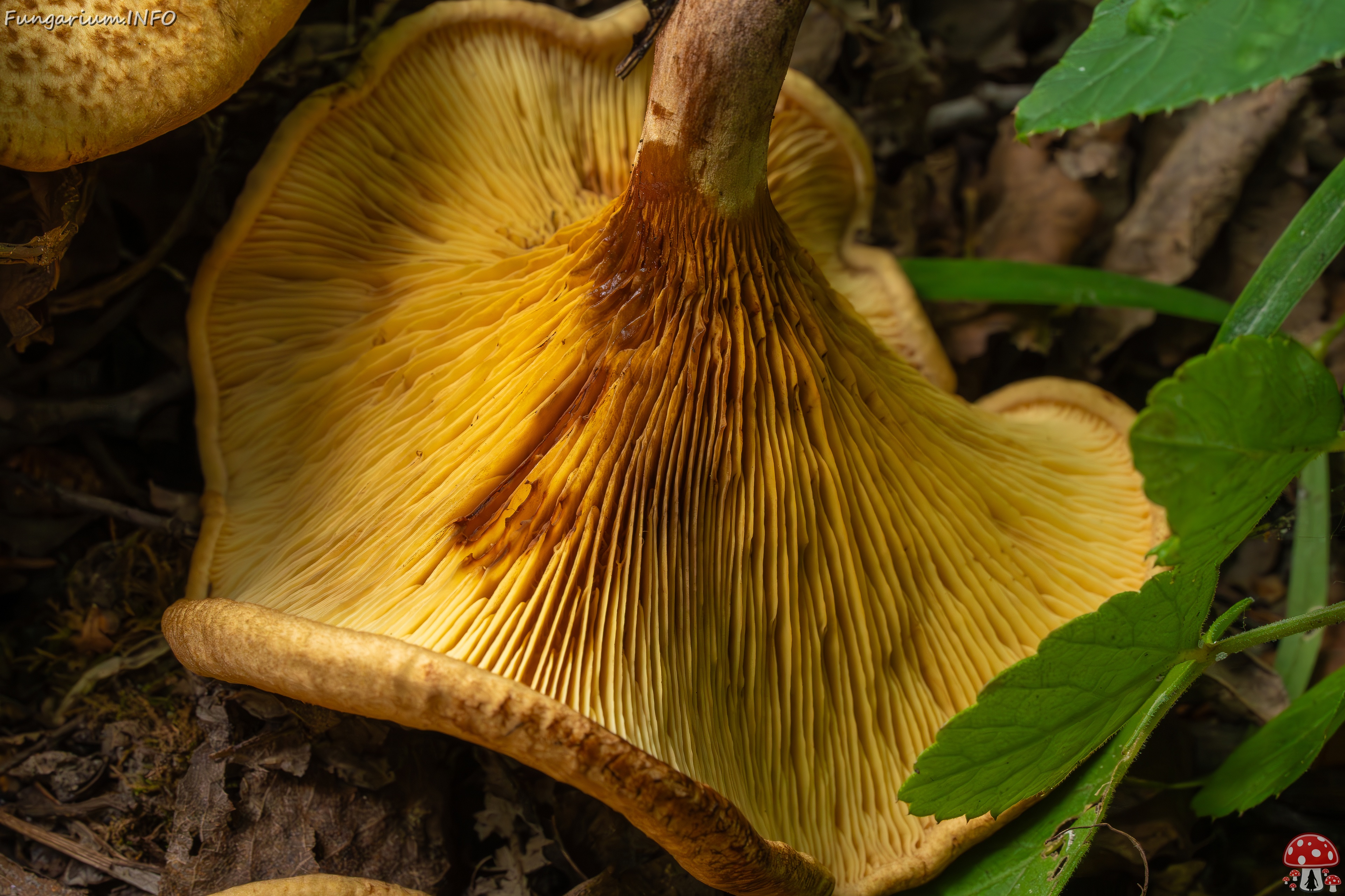 Paxillus rubicundulus _2023-08-13_1-10 