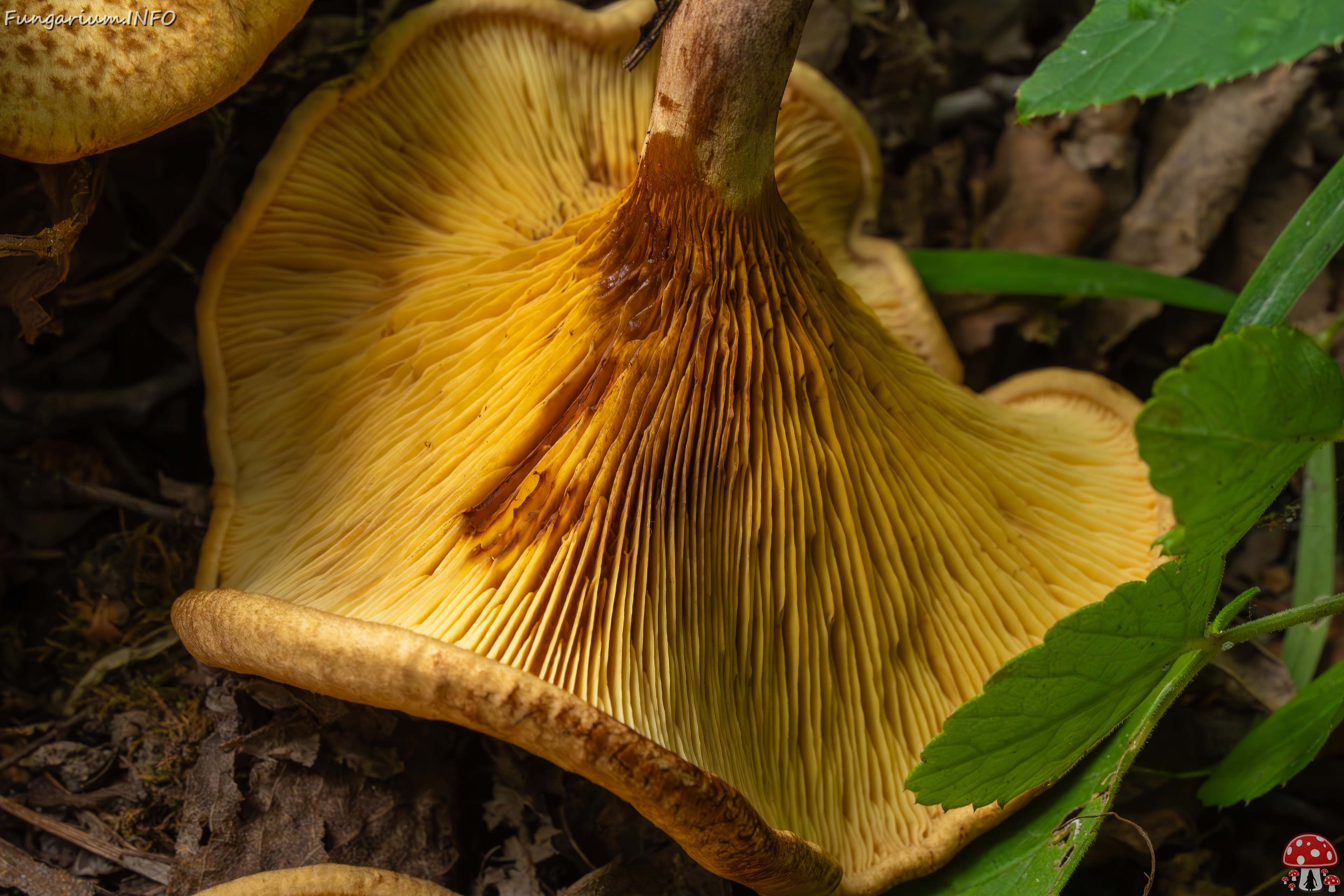 Paxillus rubicundulus _2023-08-13_1-11 