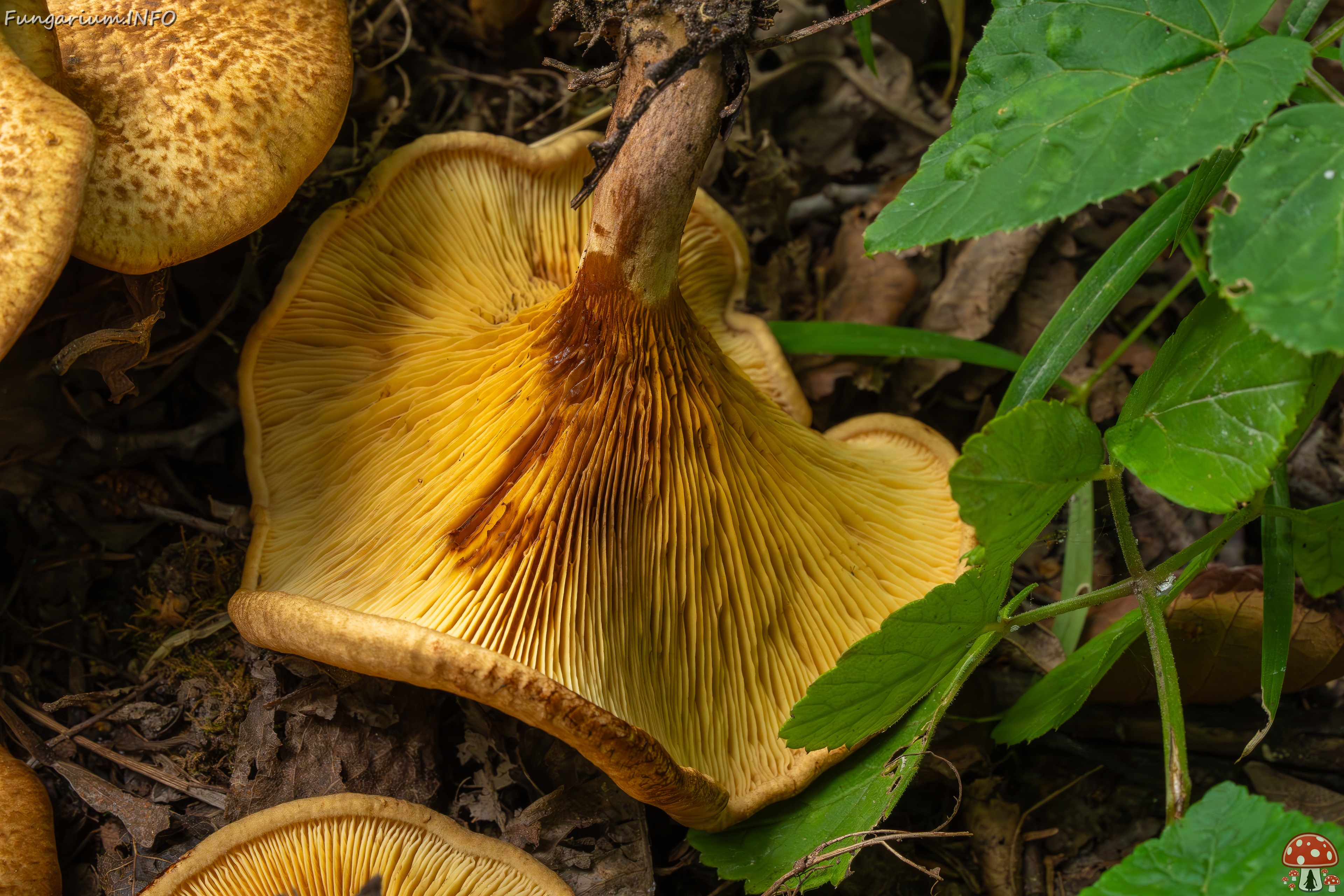 Paxillus rubicundulus _2023-08-13_1-12 